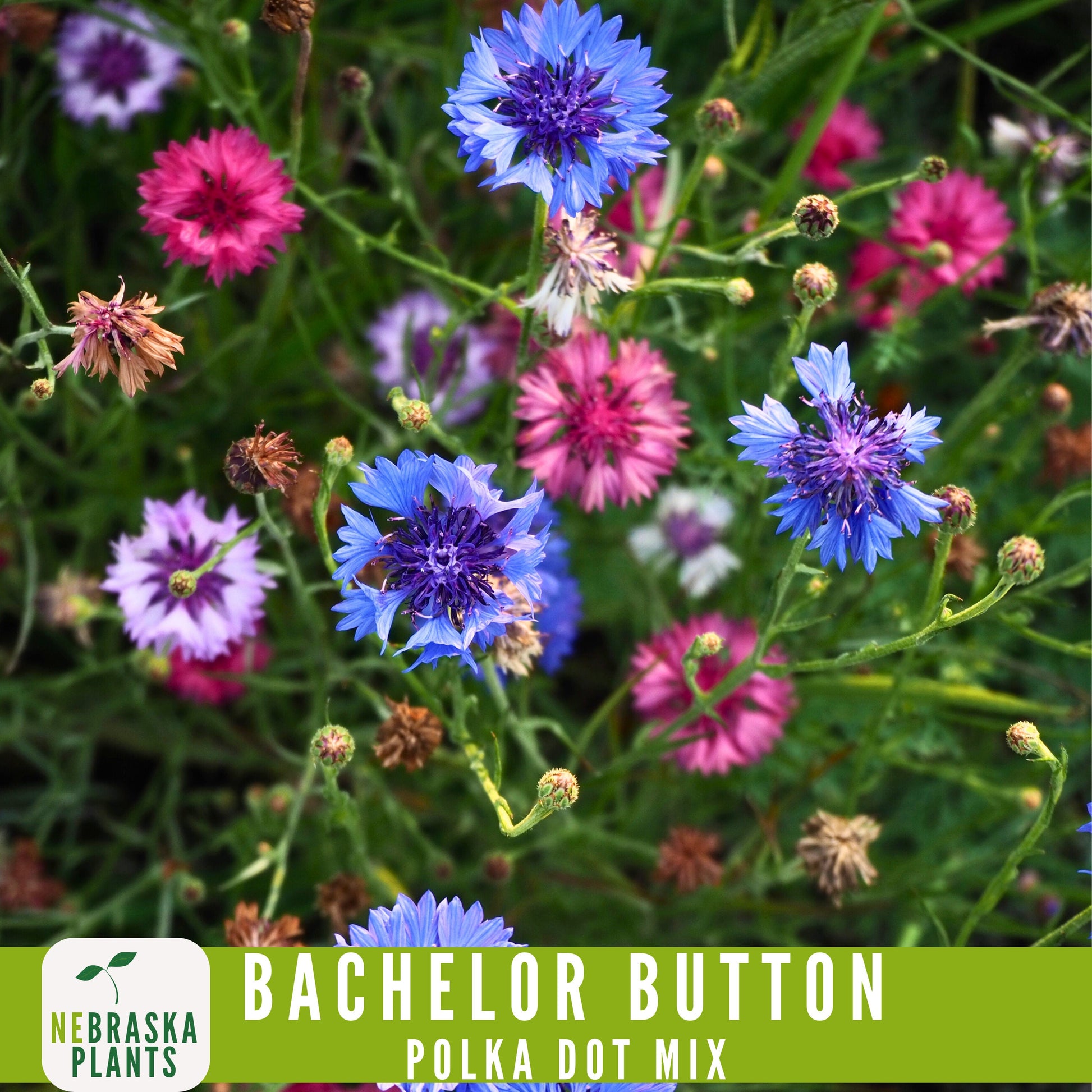 Polka Dot Bachelor Button Heirloom Seeds - Add a Burst of Color to Your Garden! - Nebraska Seeds