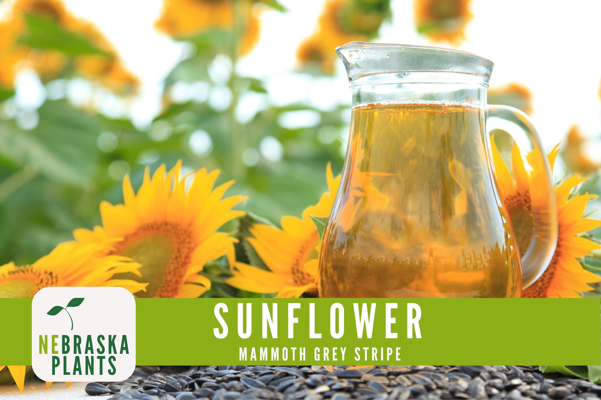 Sunflower Seeds - Mammoth Grey Striped Heirloom Sunflower Seeds - Nebraska Seeds