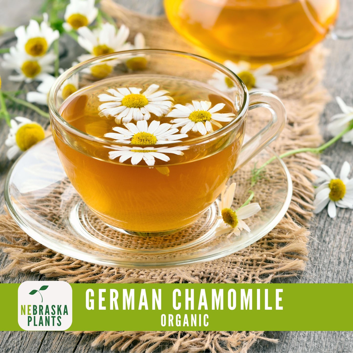 Organic German Chamomile Seeds - Nebraska Seeds