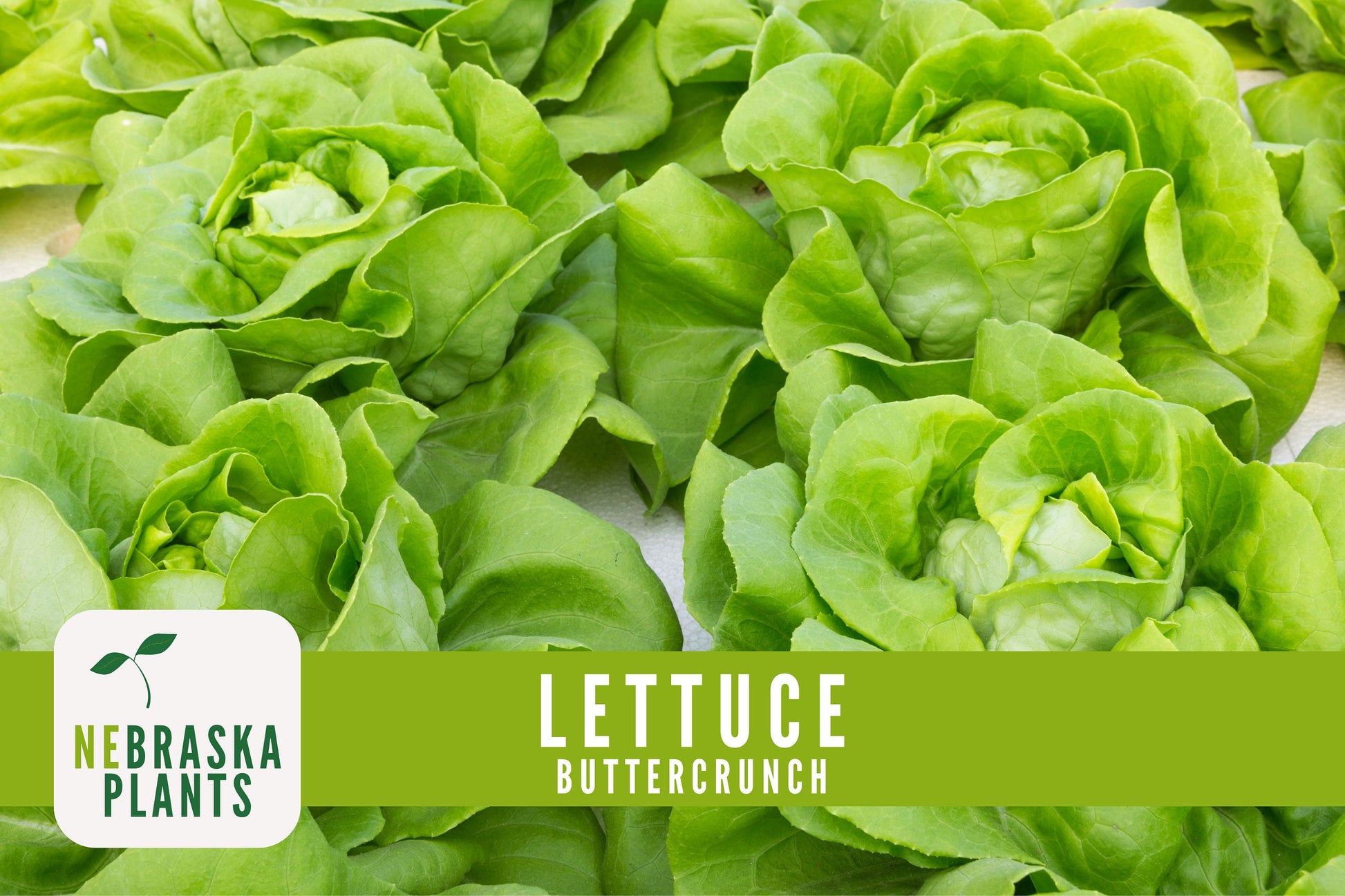 Buttercrunch Lettuce Seeds - Nebraska Seeds