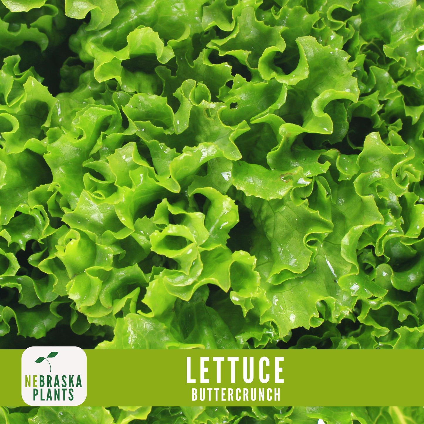 Buttercrunch Lettuce Seeds - Nebraska Seeds