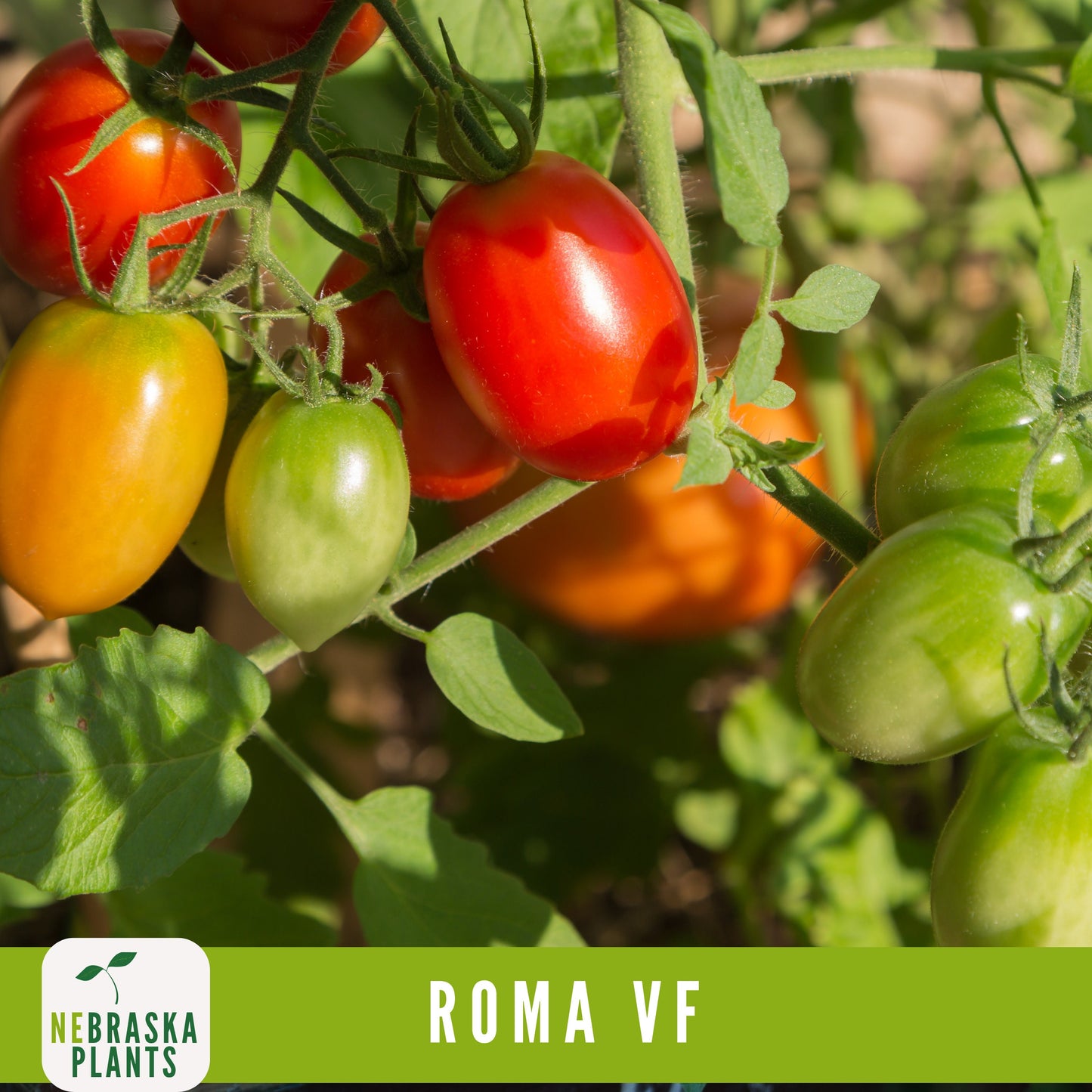 Roma VF Tomato Seeds - Disease-Resistant, High-Yield Heirloom Variety - Nebraska Seeds