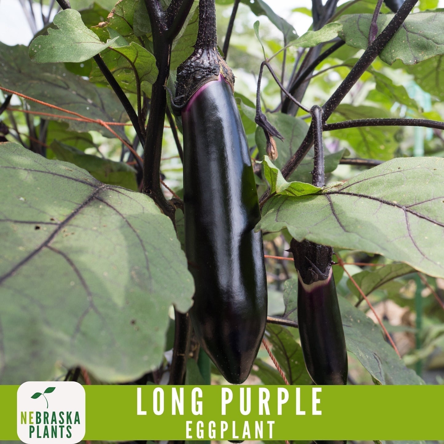 Long Purple Eggplant Seeds - Nebraska Seeds