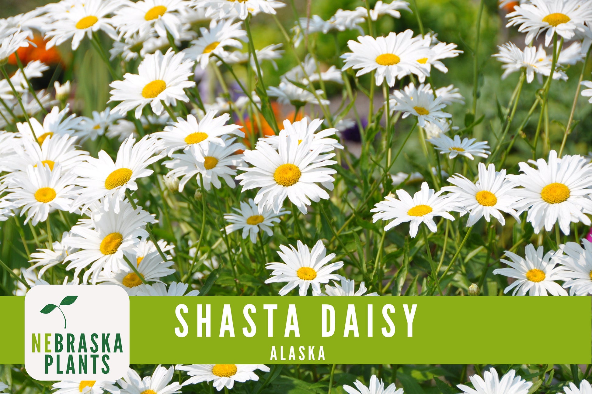 Shasta Daisy Seeds - Alaska Shasta Daisy Heirloom Flower Seeds - Nebraska Seeds