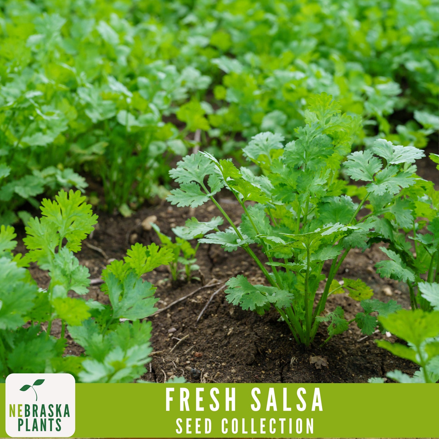 Garden Salsa Seed Collection - Heirloom Seeds for Making Salsa - Nebraska Seeds