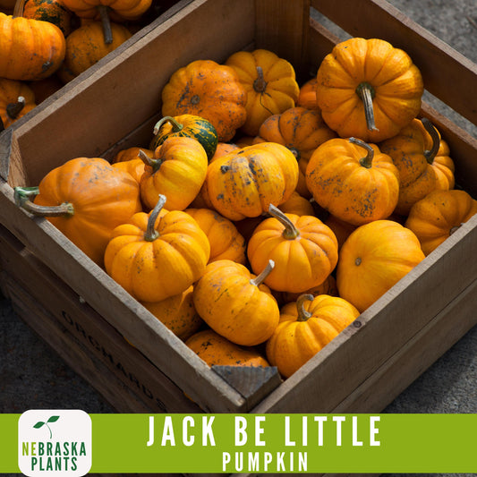 Jack-Be Little- Heirloom Pumpkin Seeds - Nebraska Seeds