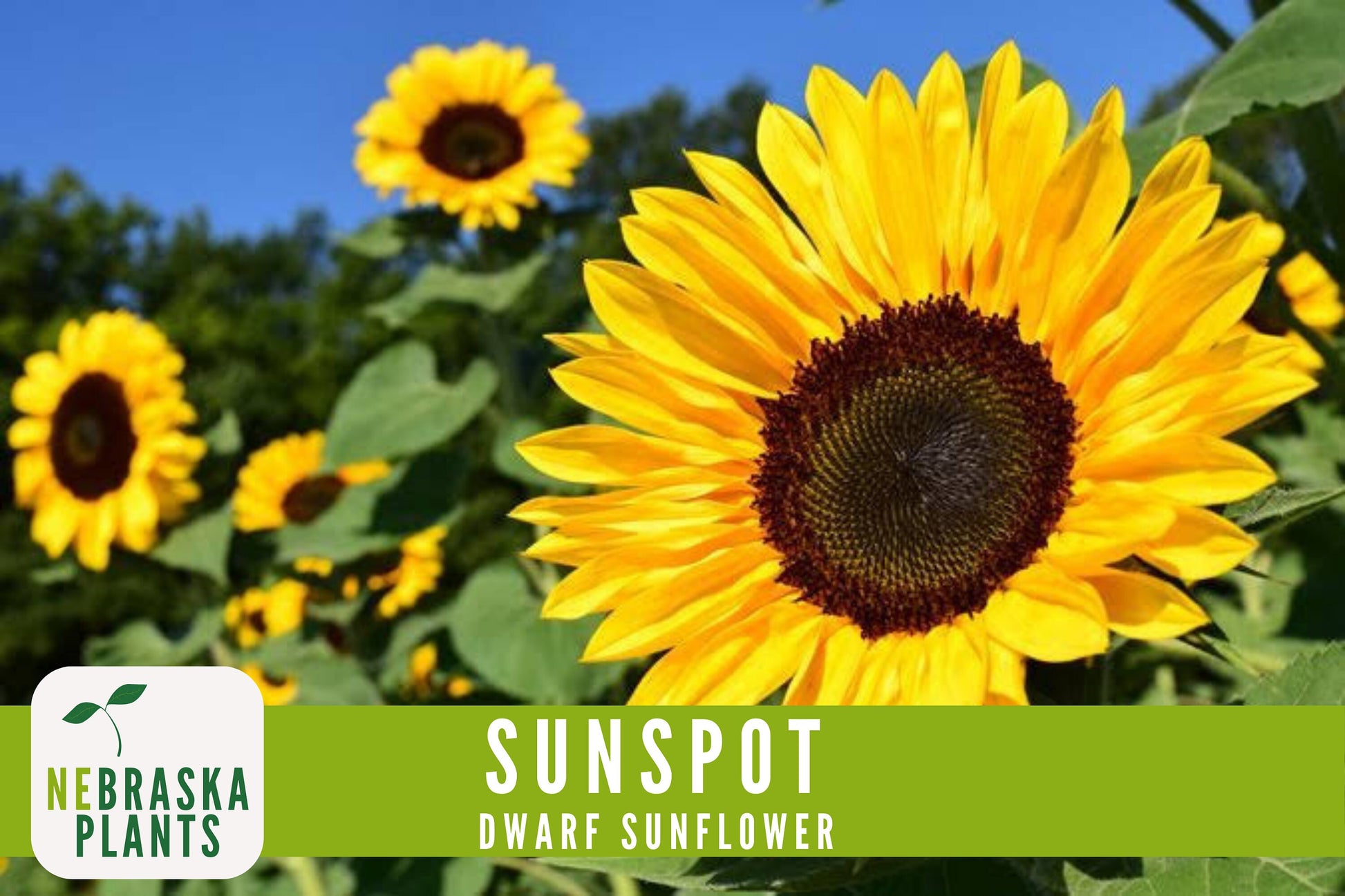 Sunflower Seeds - Sunspot Dwarf Heirloom Sunflower Garden Seeds - Nebraska Seeds