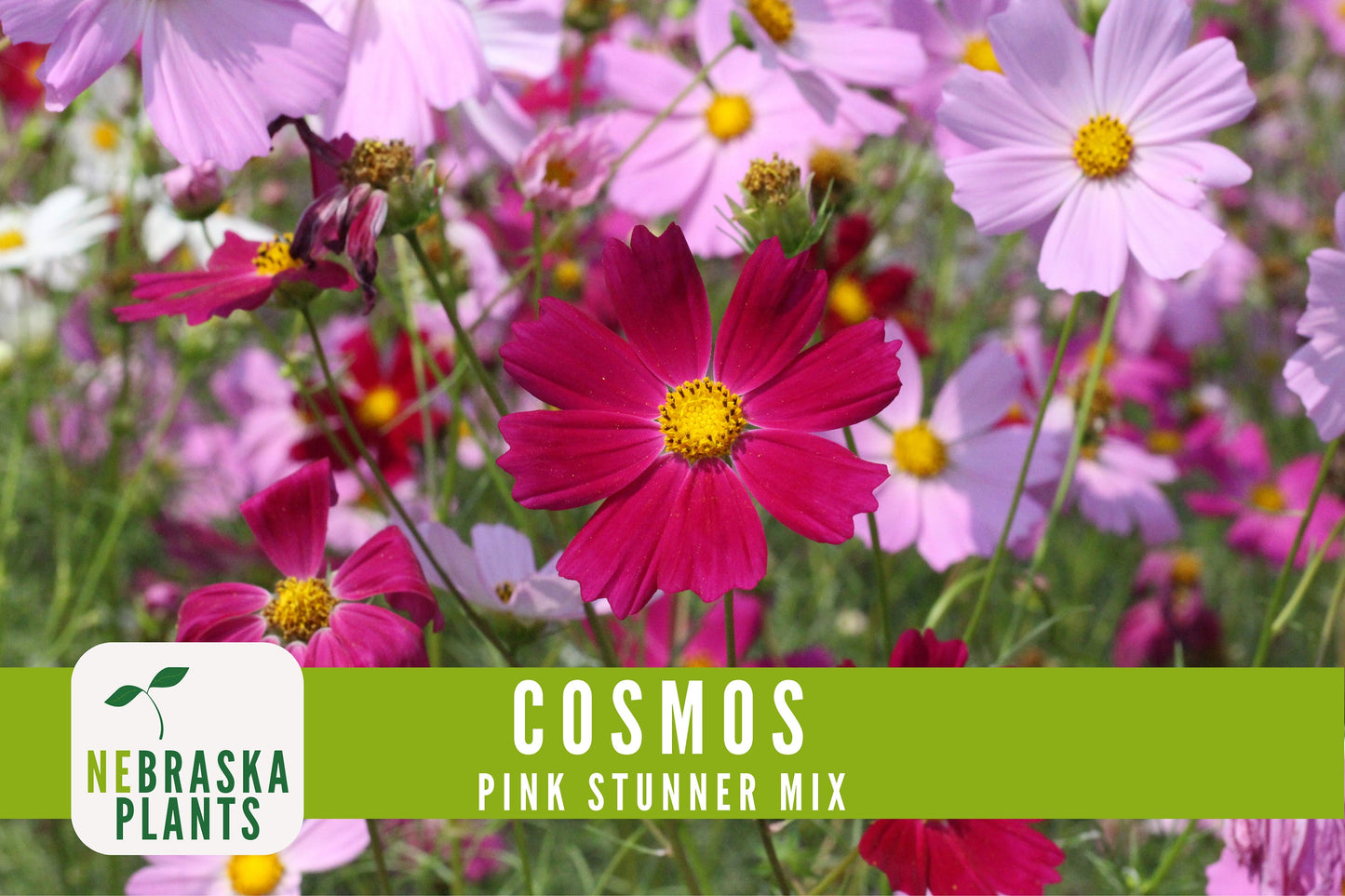 Pink Stunner Cosmos Flower Seeds - Nebraska Seeds