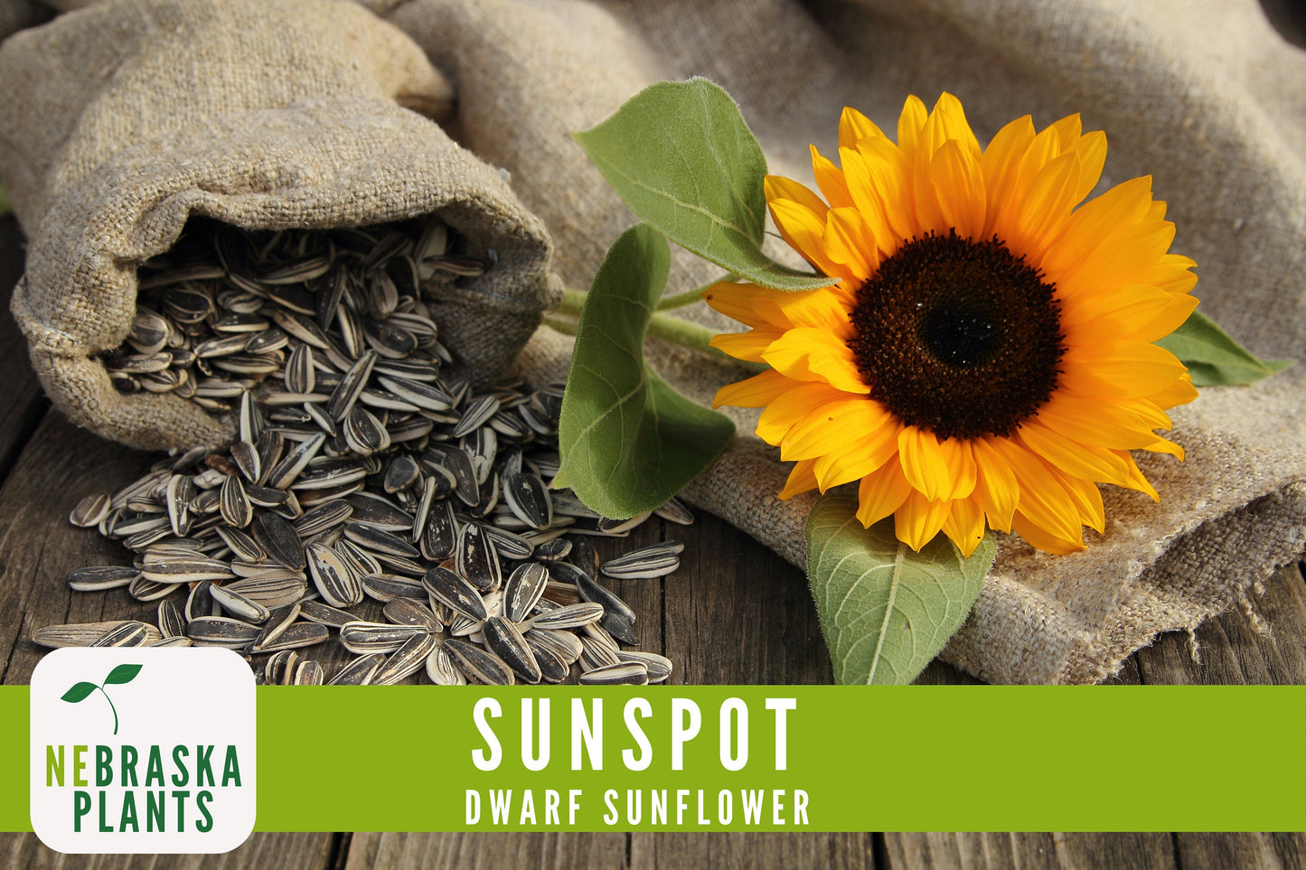 Sunflower Seeds - Sunspot Dwarf Heirloom Sunflower Garden Seeds - Nebraska Seeds