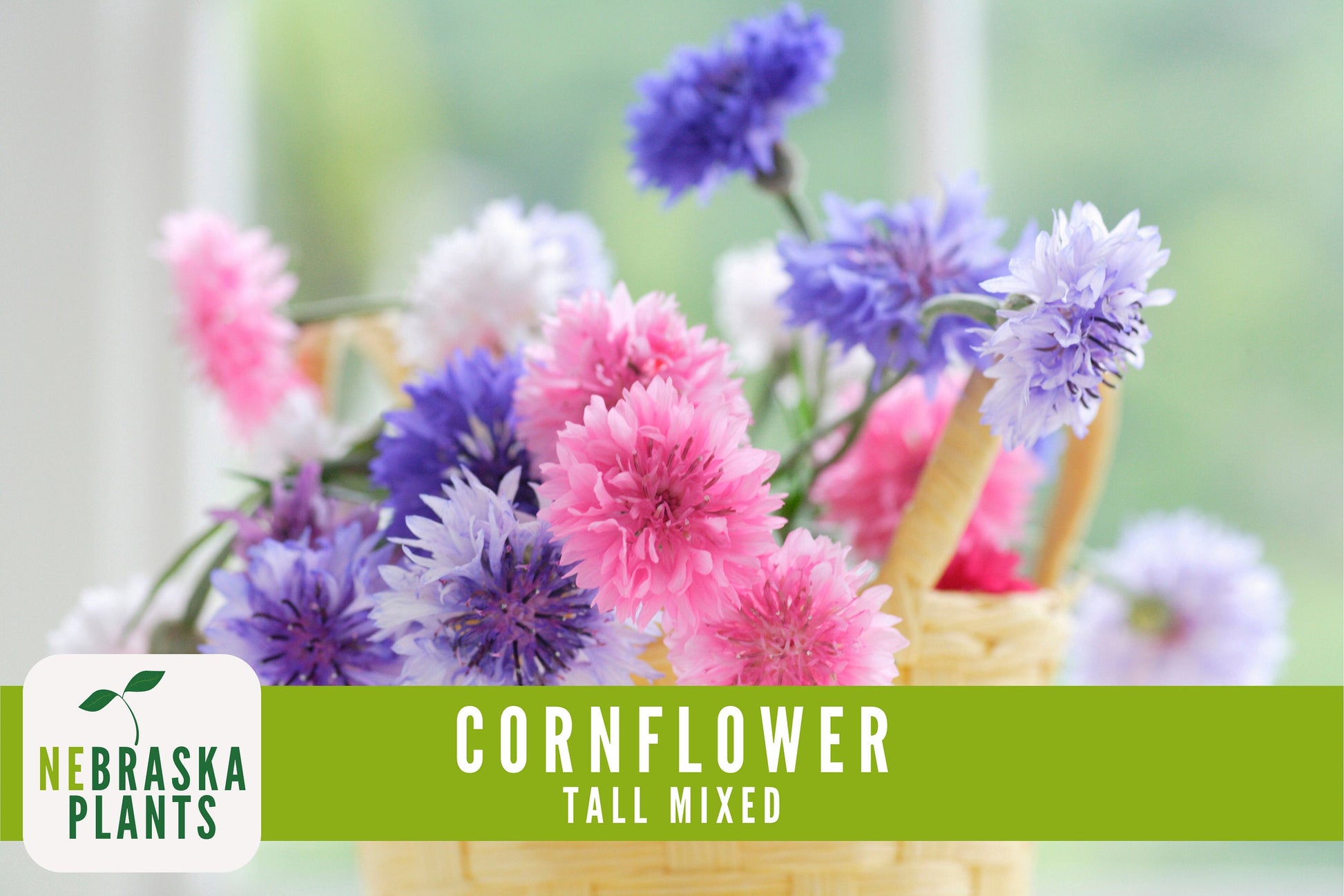 Tall Mixed Heirloom Cornflower Seeds - Nebraska Seeds