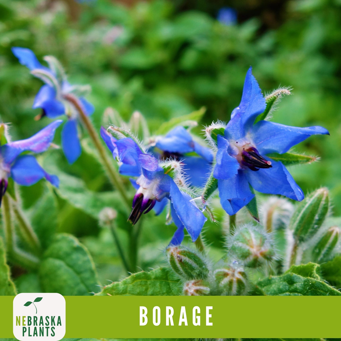 Borage Seeds - Nebraska Seeds