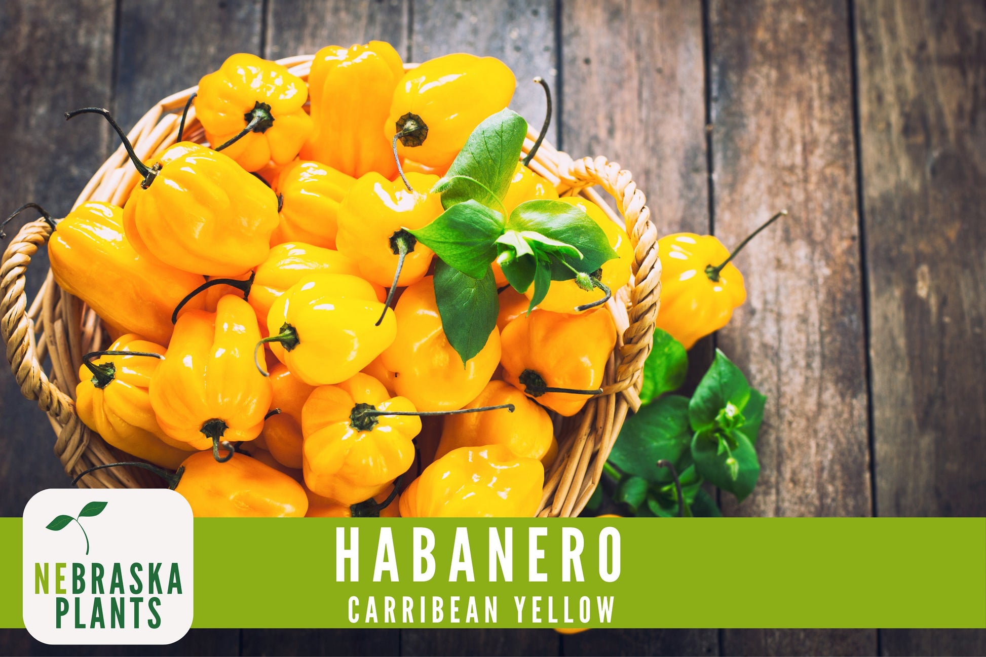 Caribbean Yellow Habanero Seeds - Nebraska Seeds