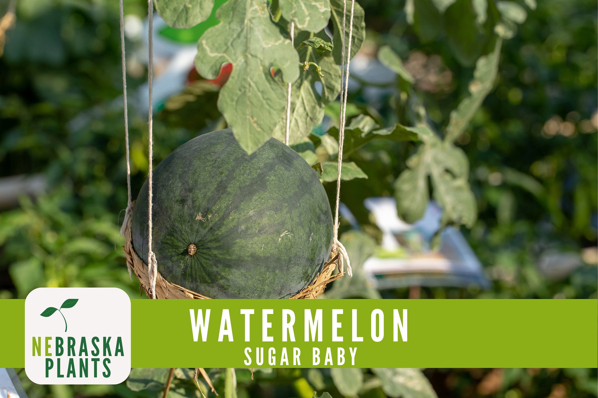 Sugar Baby Watermelon Seeds - Heirloom Watermelon Seeds - Nebraska Seeds