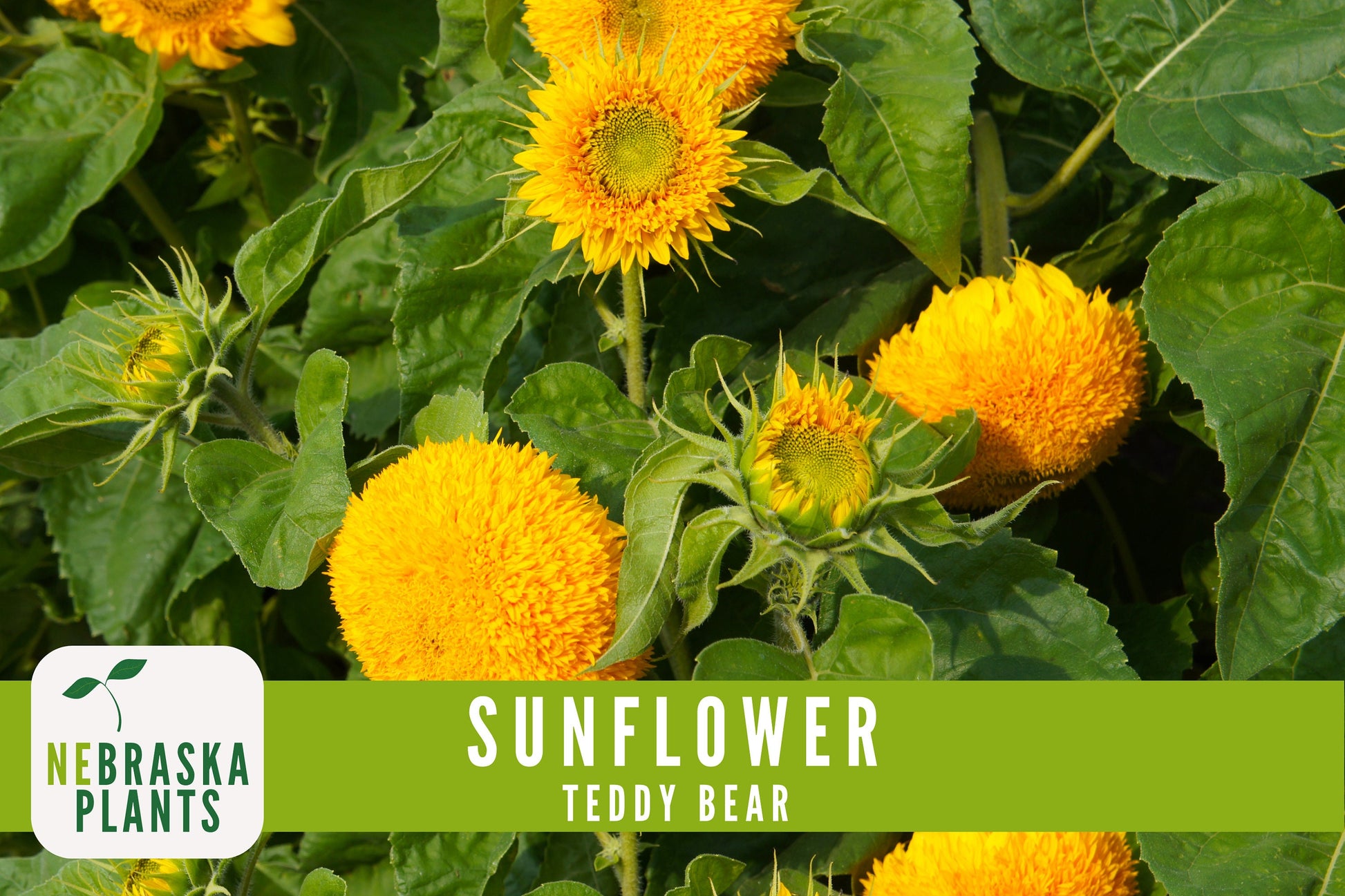 Sunflower Seeds - Teddy Bear Heirloom Sunflower Seeds - Nebraska Seeds