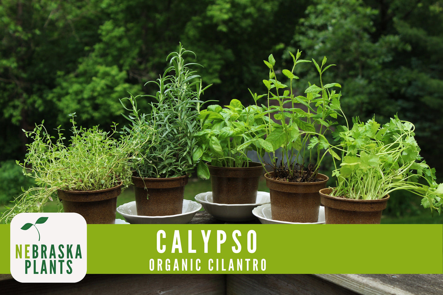 Organic Calypso Slow Bold Cilantro Seeds - Nebraska Seeds