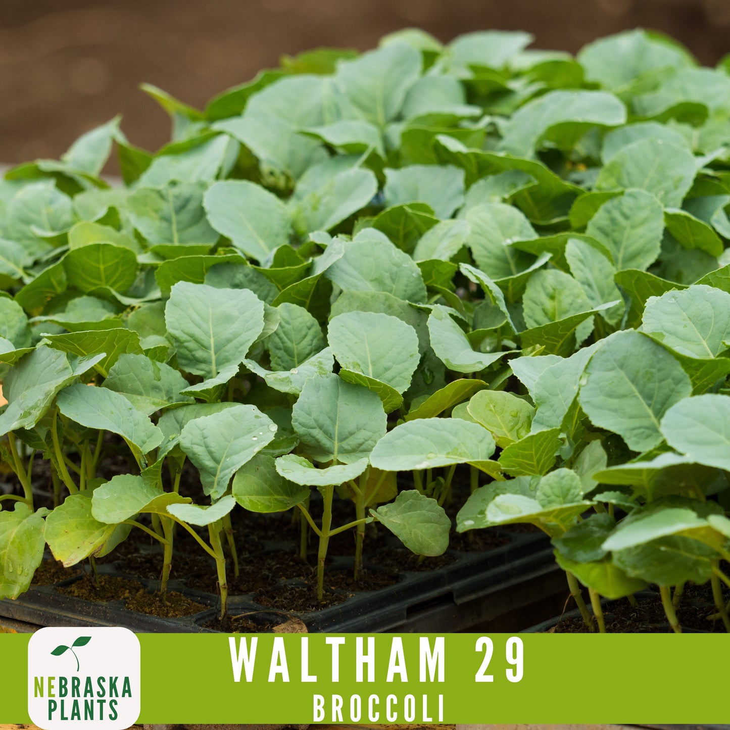 Waltham 29 Broccoli Seeds - Heirloom and Nutrient-Packed Garden Delight! - Nebraska Seeds