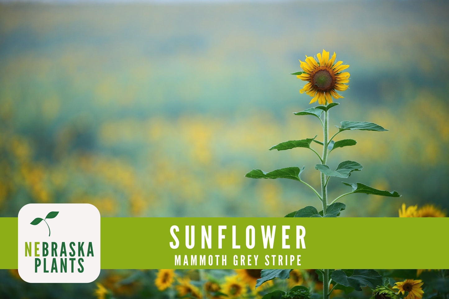 Sunflower Seeds - Mammoth Grey Striped Heirloom Sunflower Seeds - Nebraska Seeds