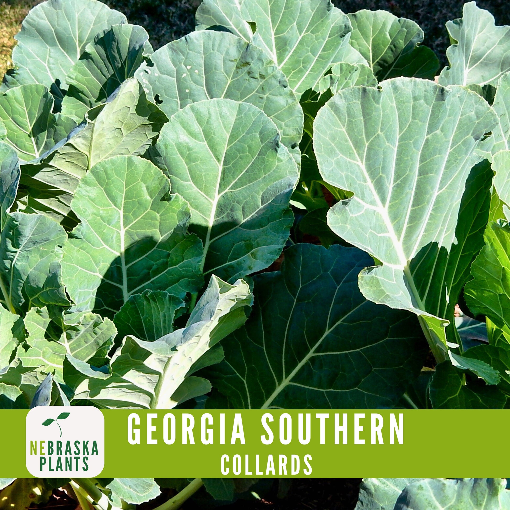 Georgia Southern Collard Seeds - Nebraska Seeds