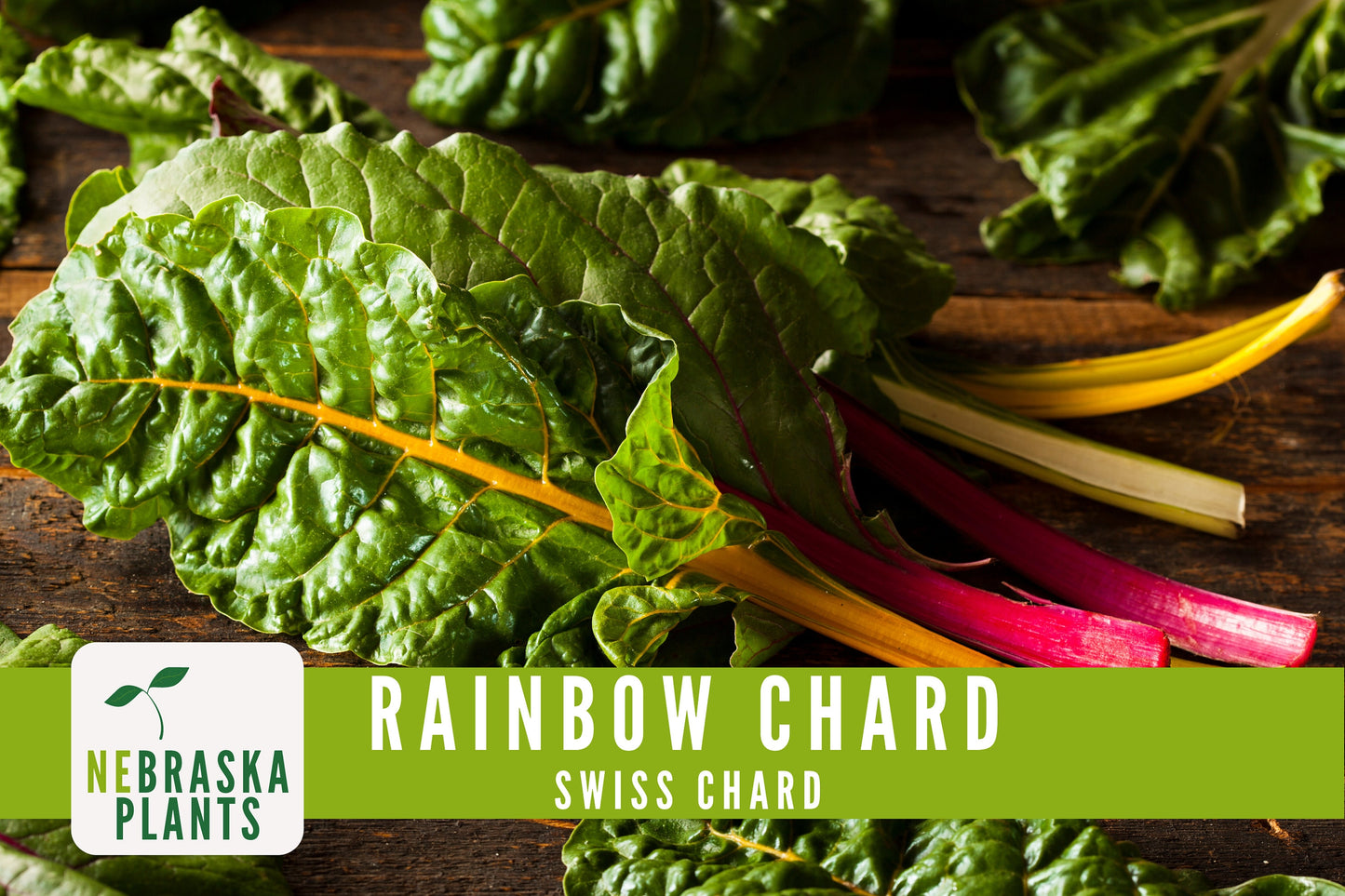 Swiss Chard Seeds - Rainbow Swiss Chard Heirloom Seeds - Nebraska Seeds