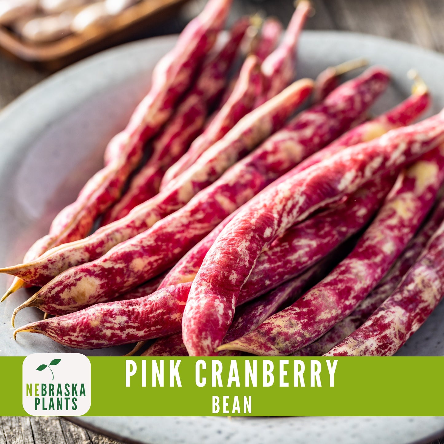 Pink Cranberry Bean Seeds - Nebraska Seeds