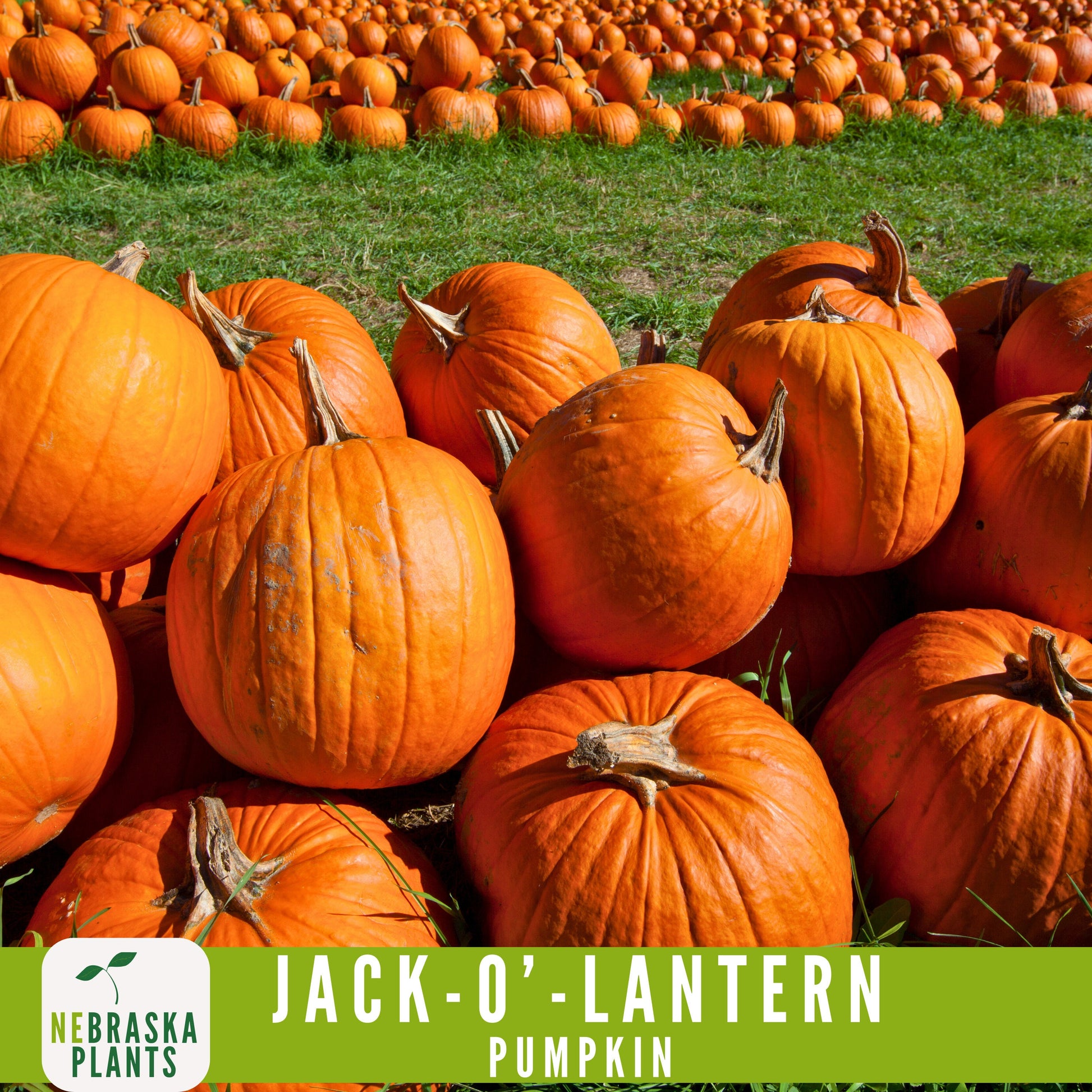 Jack-O'-Lantern Halloween Pumpkin Seeds - Nebraska Seeds