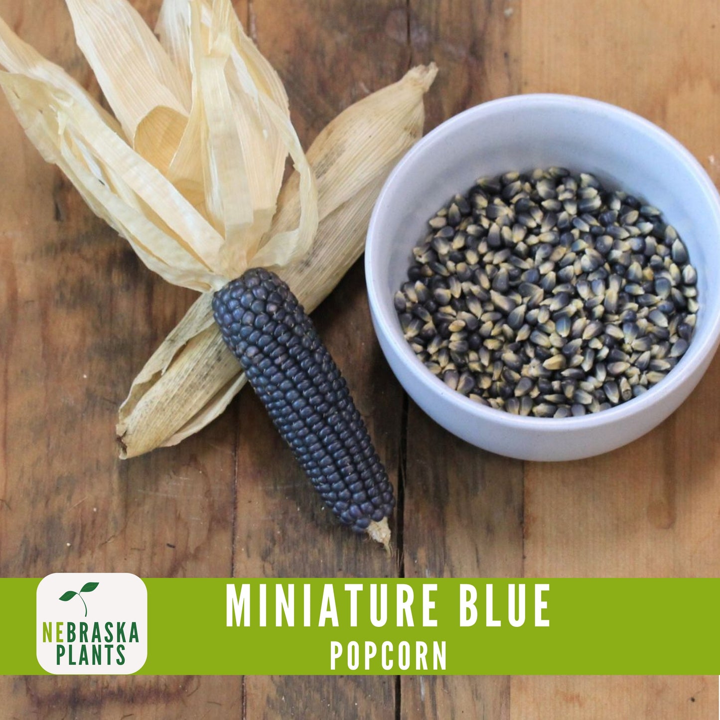 Rare Miniature Blue Popcorn Seeds - Grow Unique Heirloom Popcorn Seeds in your own Backyard! - Nebraska Seeds