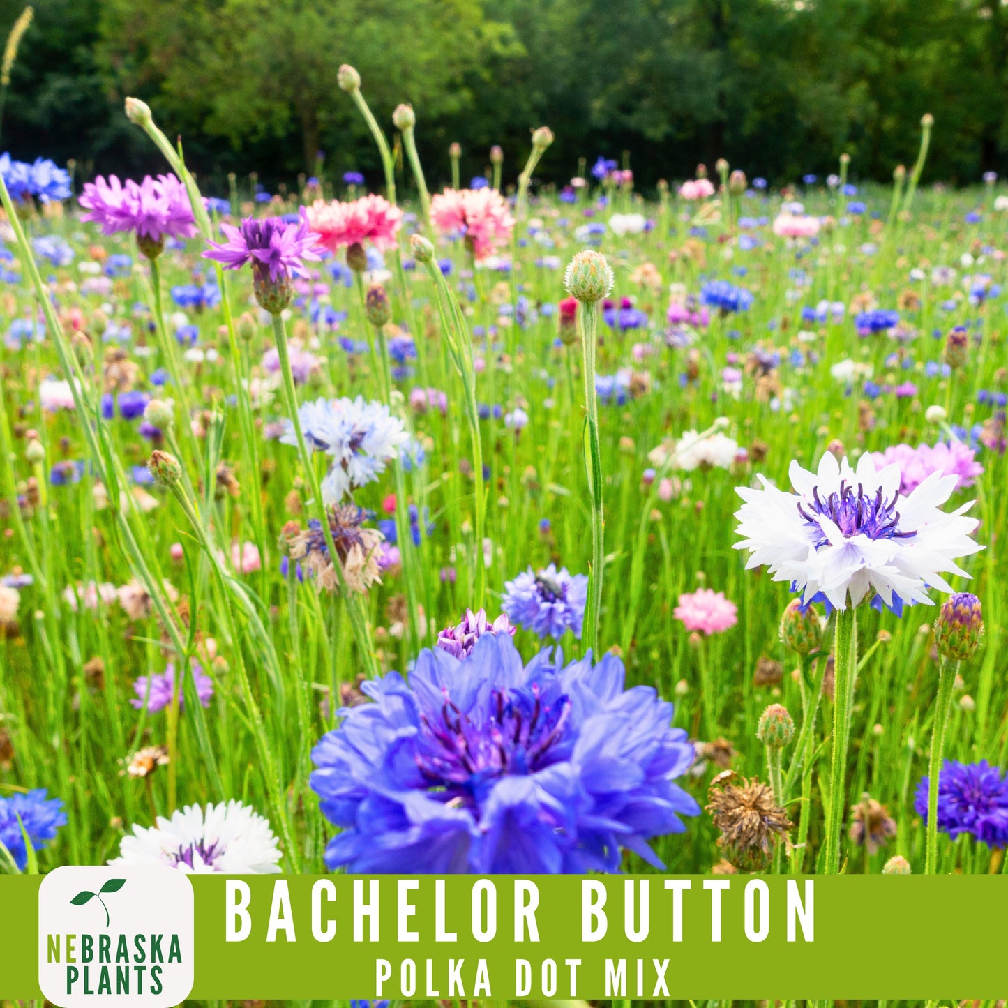 Polka Dot Bachelor Button Heirloom Seeds - Add a Burst of Color to Your Garden! - Nebraska Seeds