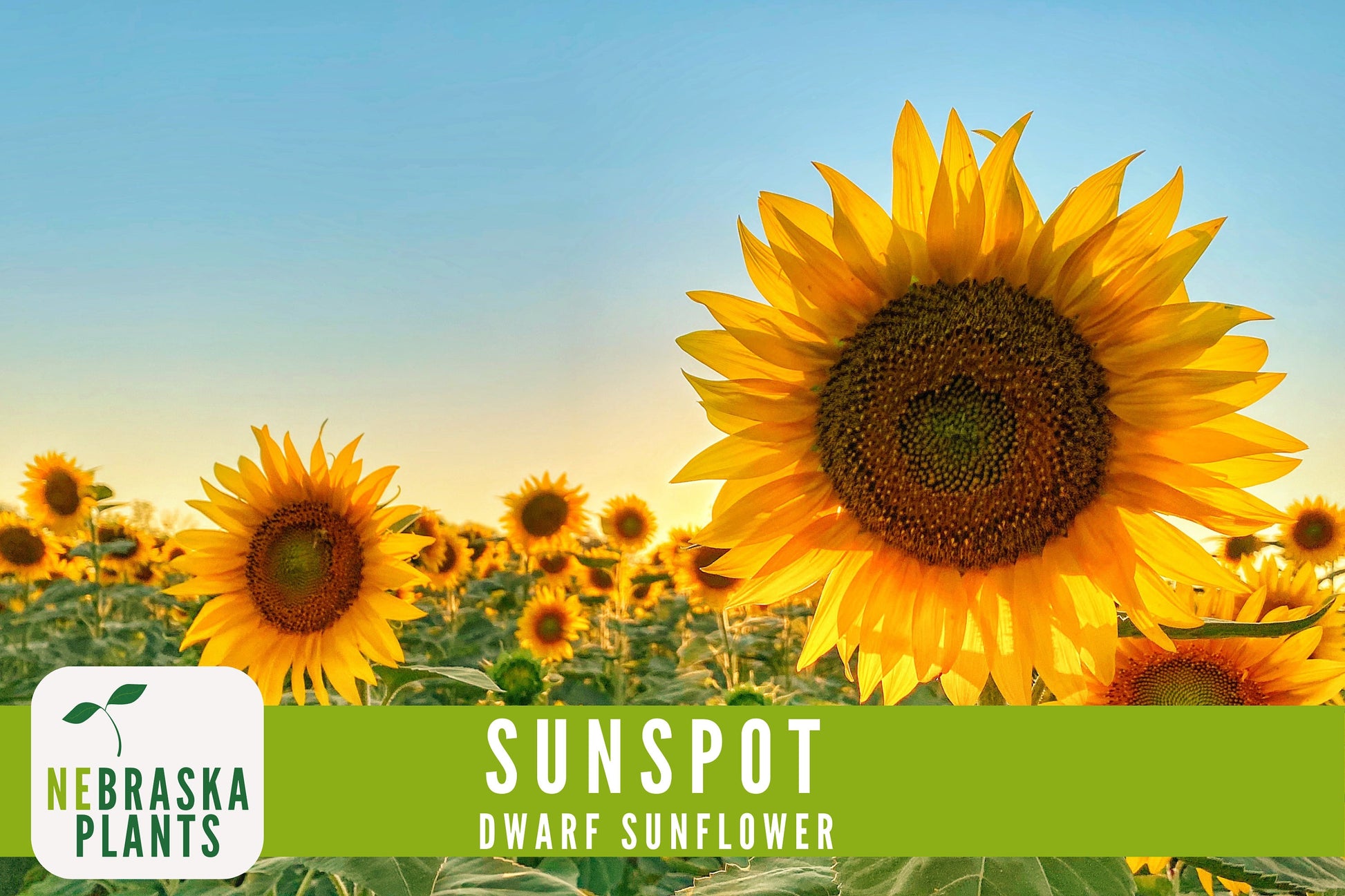 Sunflower Seeds - Sunspot Dwarf Heirloom Sunflower Garden Seeds - Nebraska Seeds