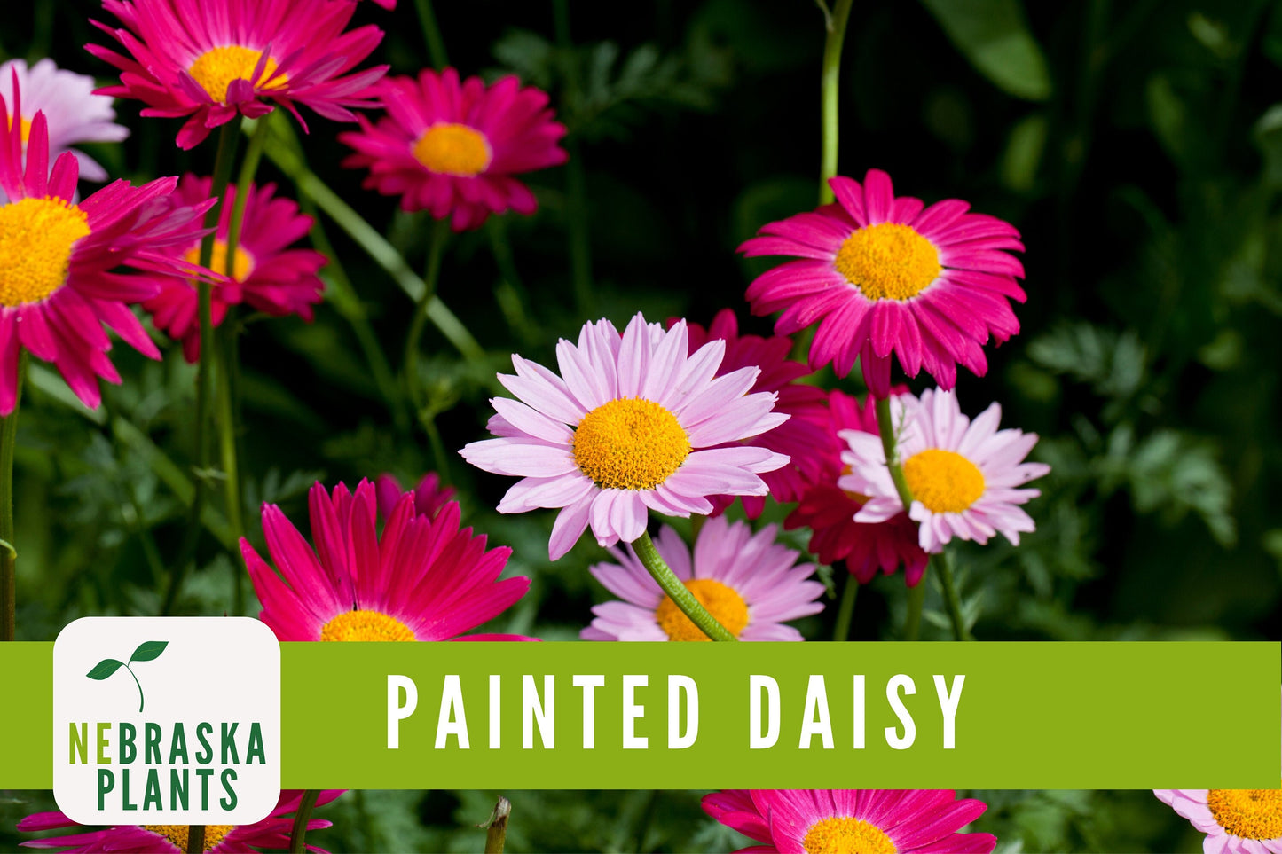 Painted Daisy Heirloom Flower Seeds - Nebraska Seeds