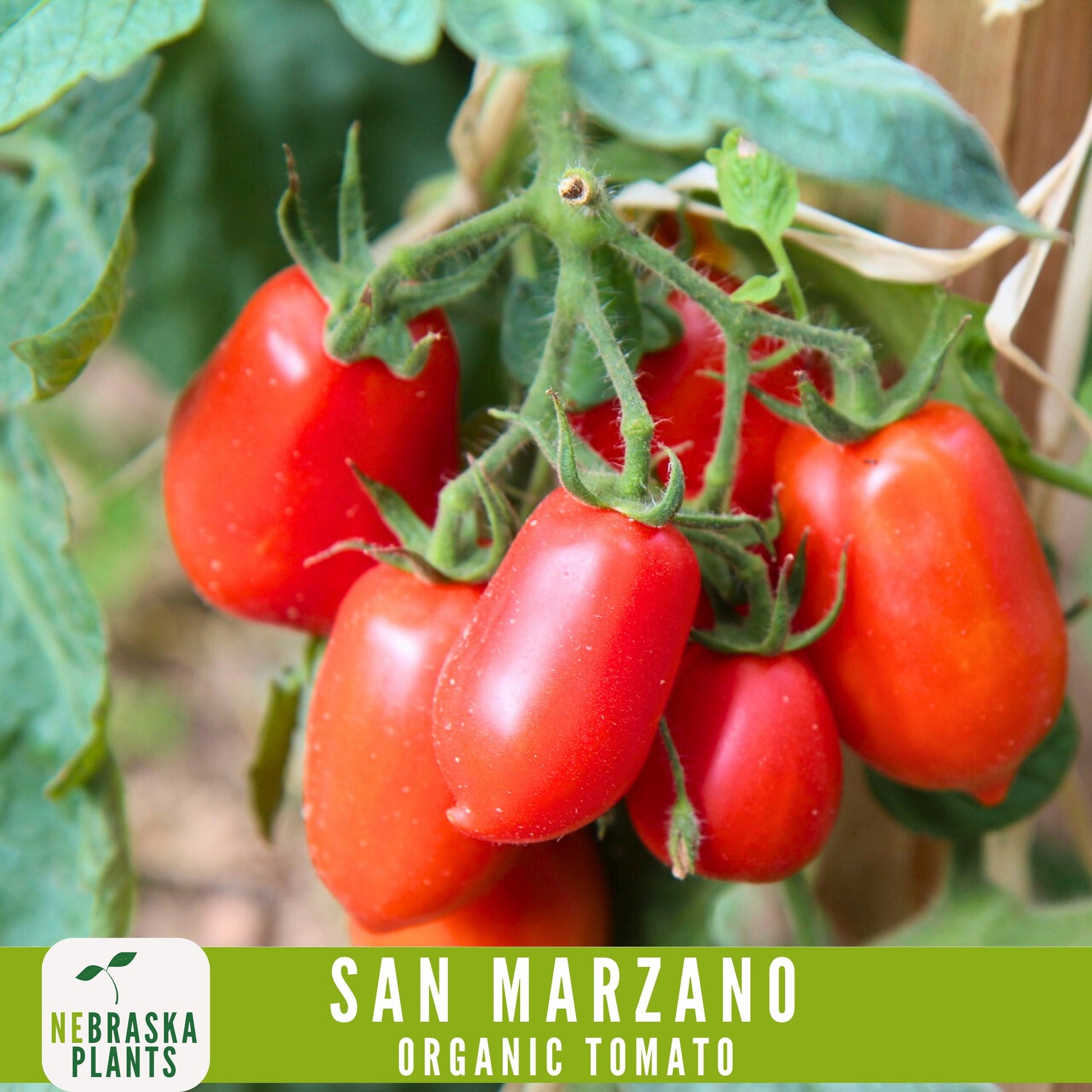 San Marzano Organic Tomato Seeds - Heirloom, Non-GMO - Grow the Authentic Italian Flavor! - Nebraska Seeds