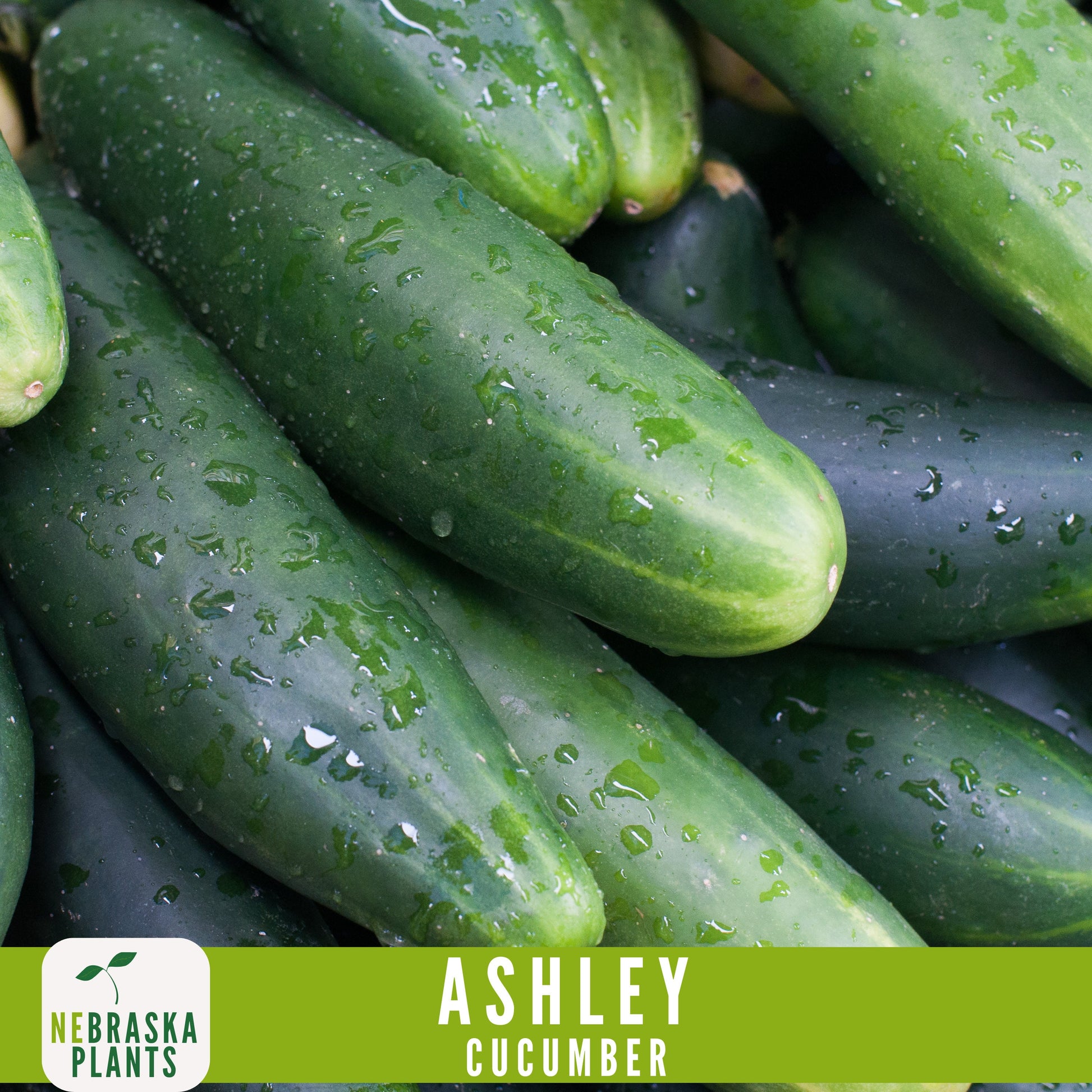 Ashley Cucumber Seeds - Nebraska Seeds