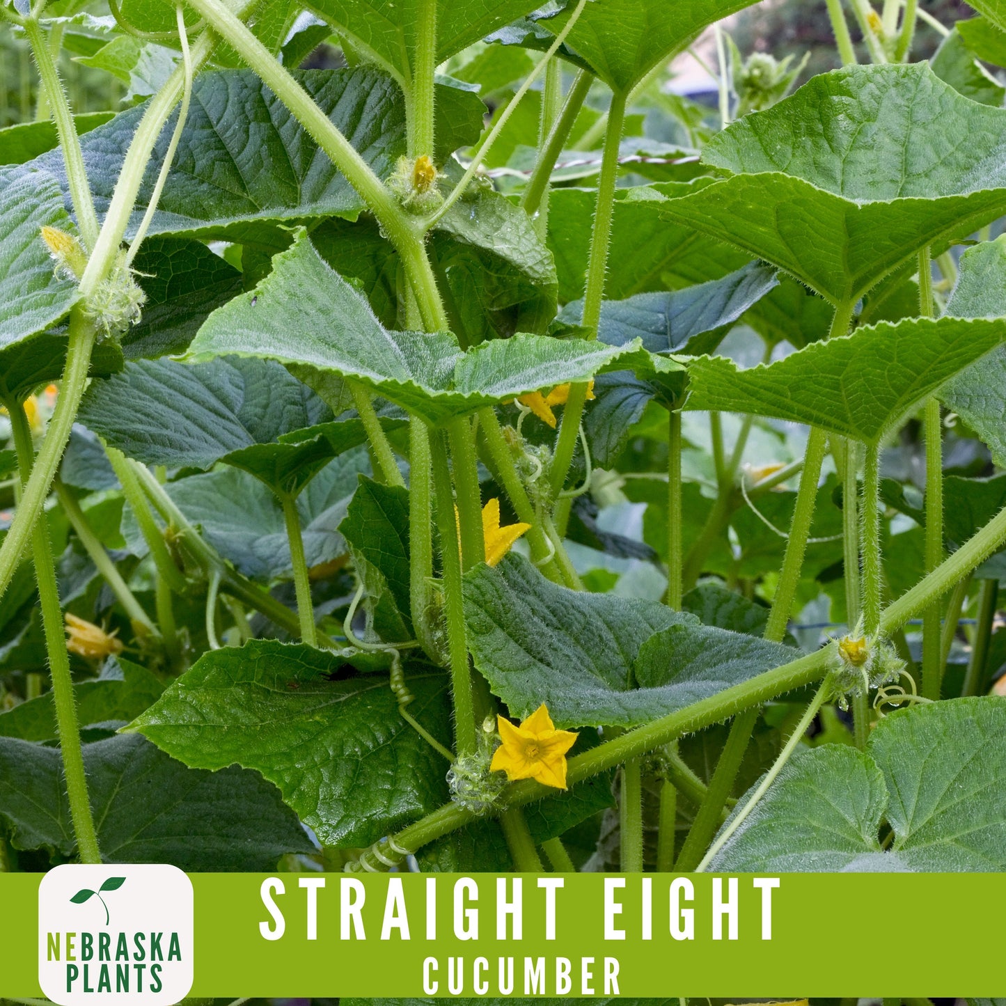 Straight Eight Cucumber Seeds - Crisp and Flavorful Heirloom Cucumbers for you Home Garden! - Nebraska Seeds