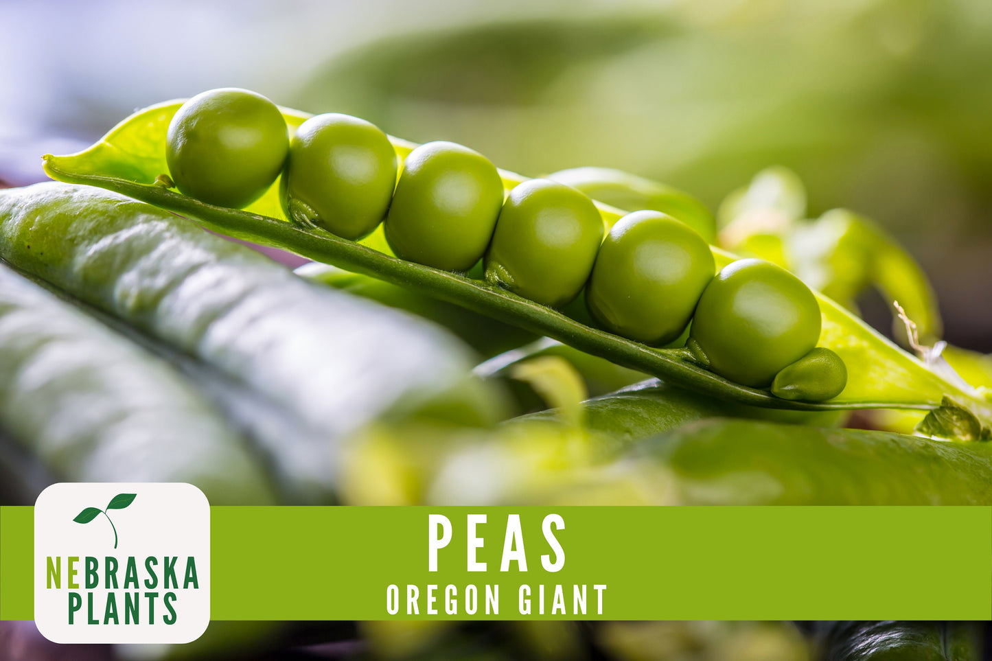 Oregon Giant Heirloom Pea Seeds - Nebraska Seeds