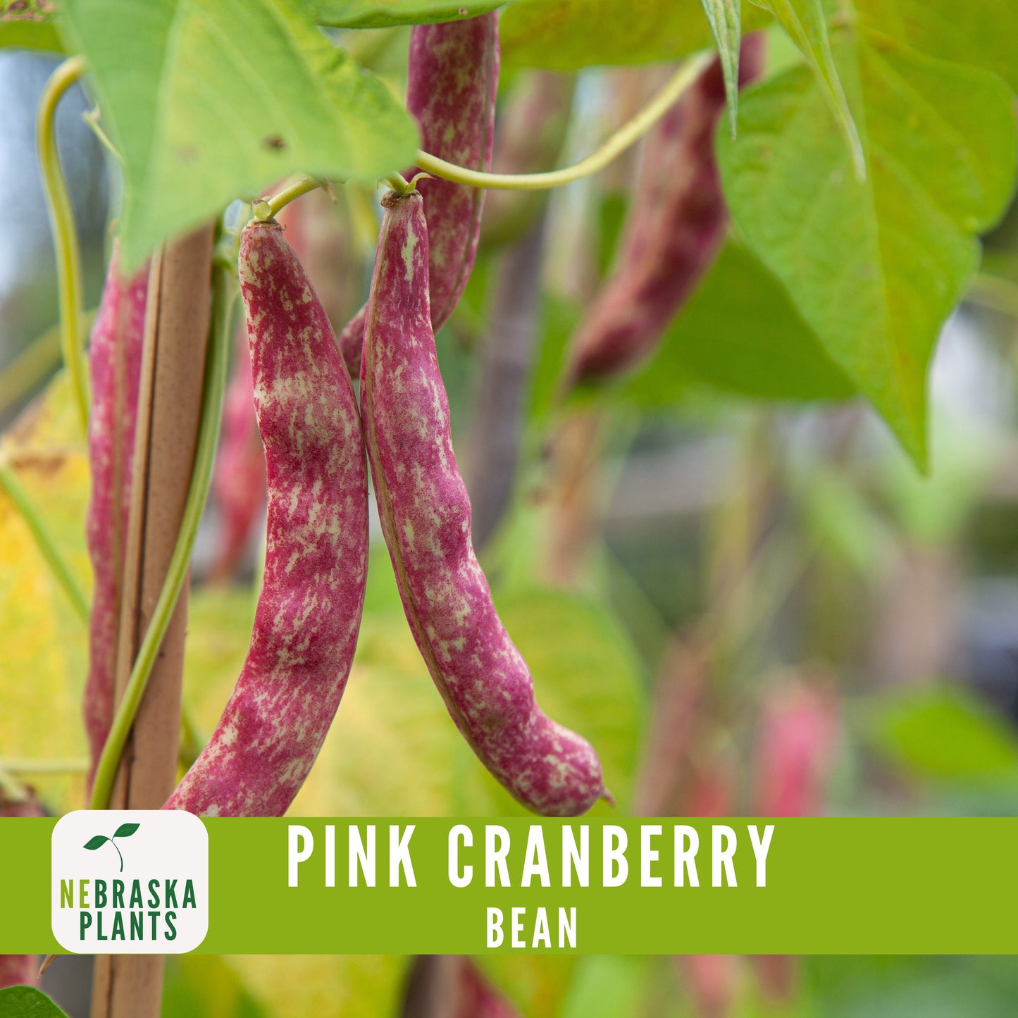 Pink Cranberry Bean Seeds - Nebraska Seeds