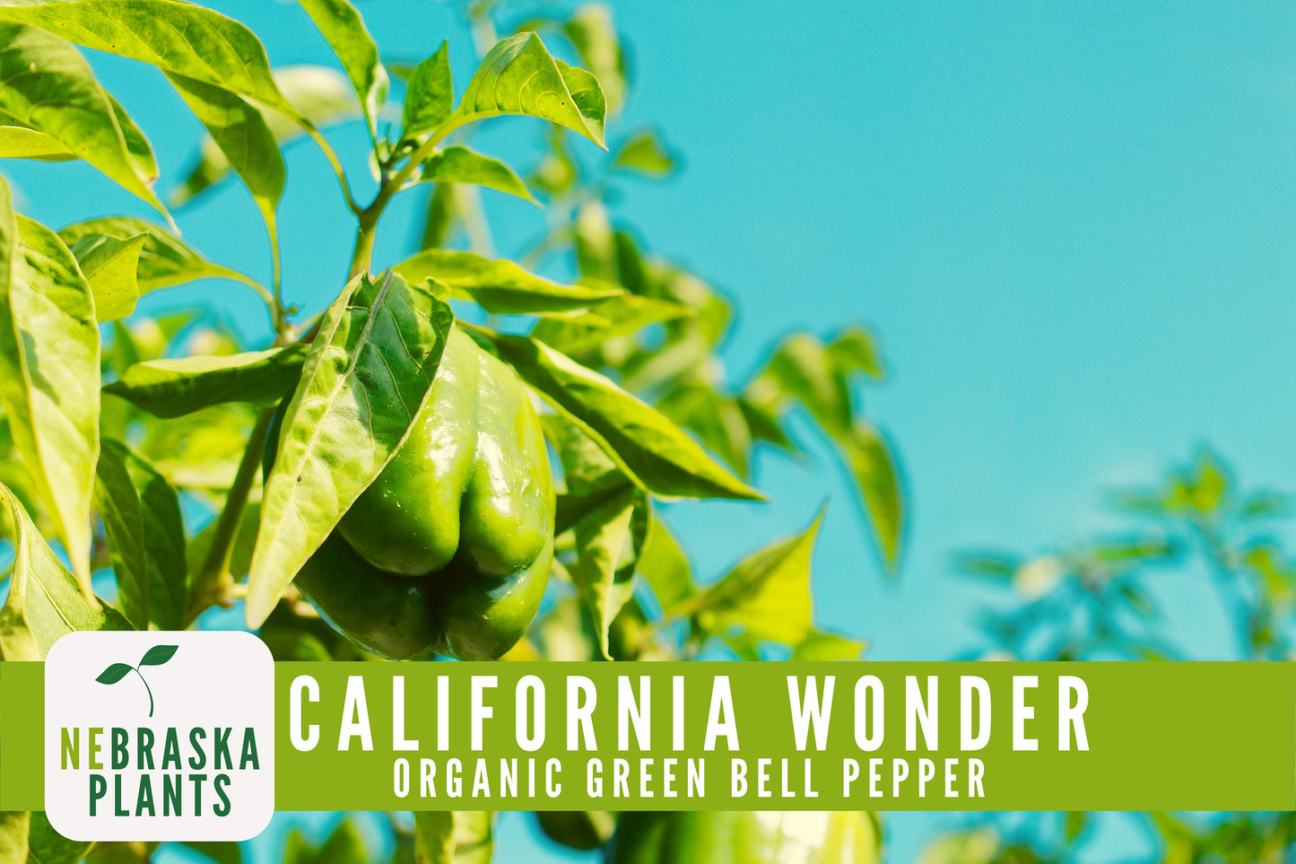 Organic California Wonder Bell Pepper Seeds - Nebraska Seeds