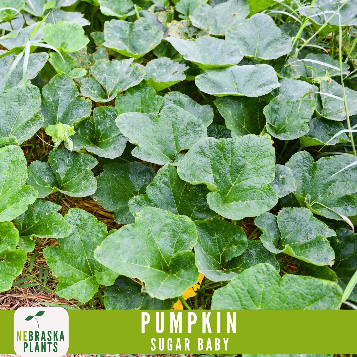 Sugar Pie Pumpkin Seeds - Celebrate the Spirit of Autumn with Heirloom, Non-GMO Pumpkin Seeds - Nebraska Seeds