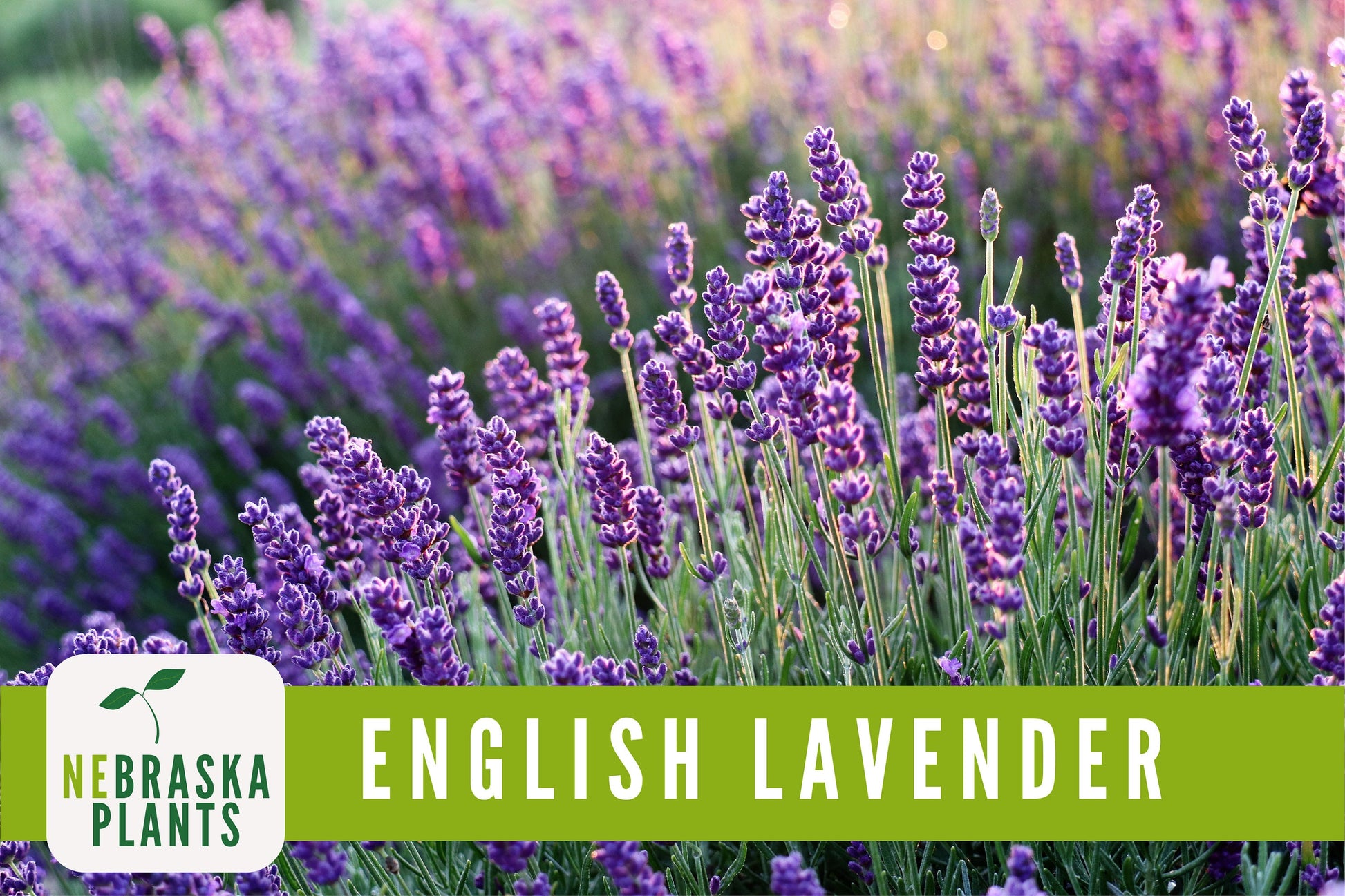 English Lavender Seeds - Nebraska Seeds