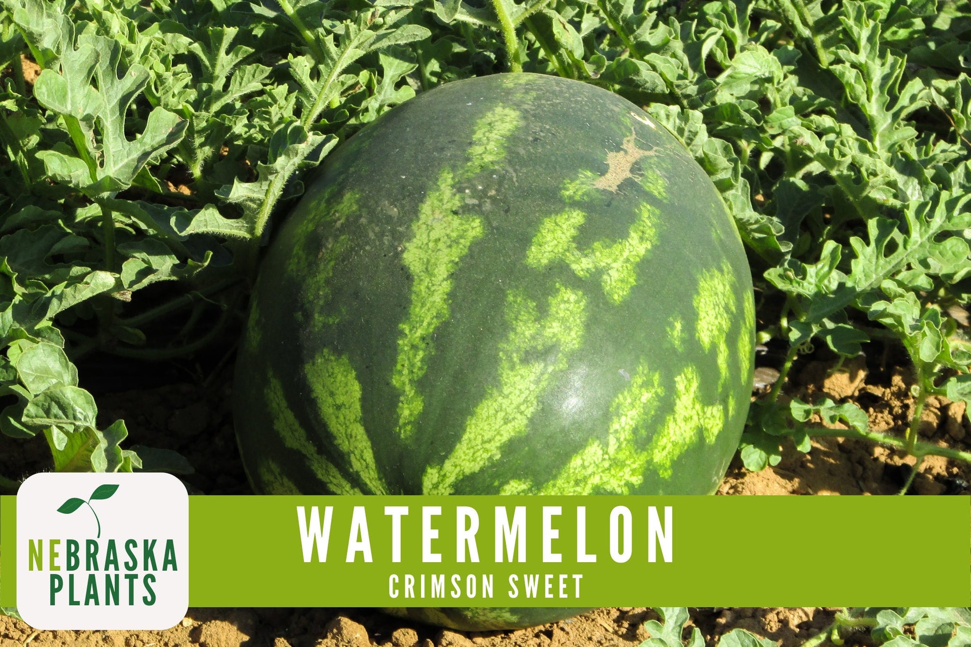 Watermelon Seeds - Crimson Sweet Heirloom Watermelon Seeds - Nebraska Seeds