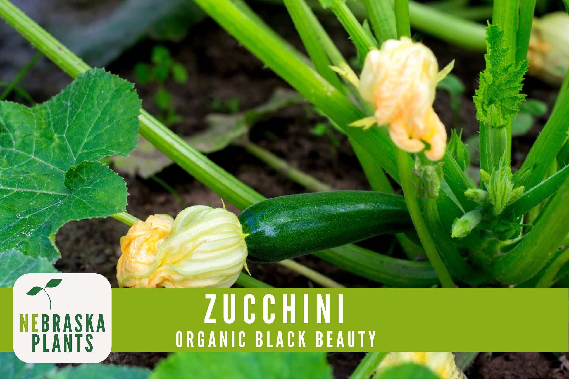 Organic Black Beauty Zucchini Seeds - Black Beauty Zucchini - Heirloom Summer Squash Seeds - Nebraska Seeds