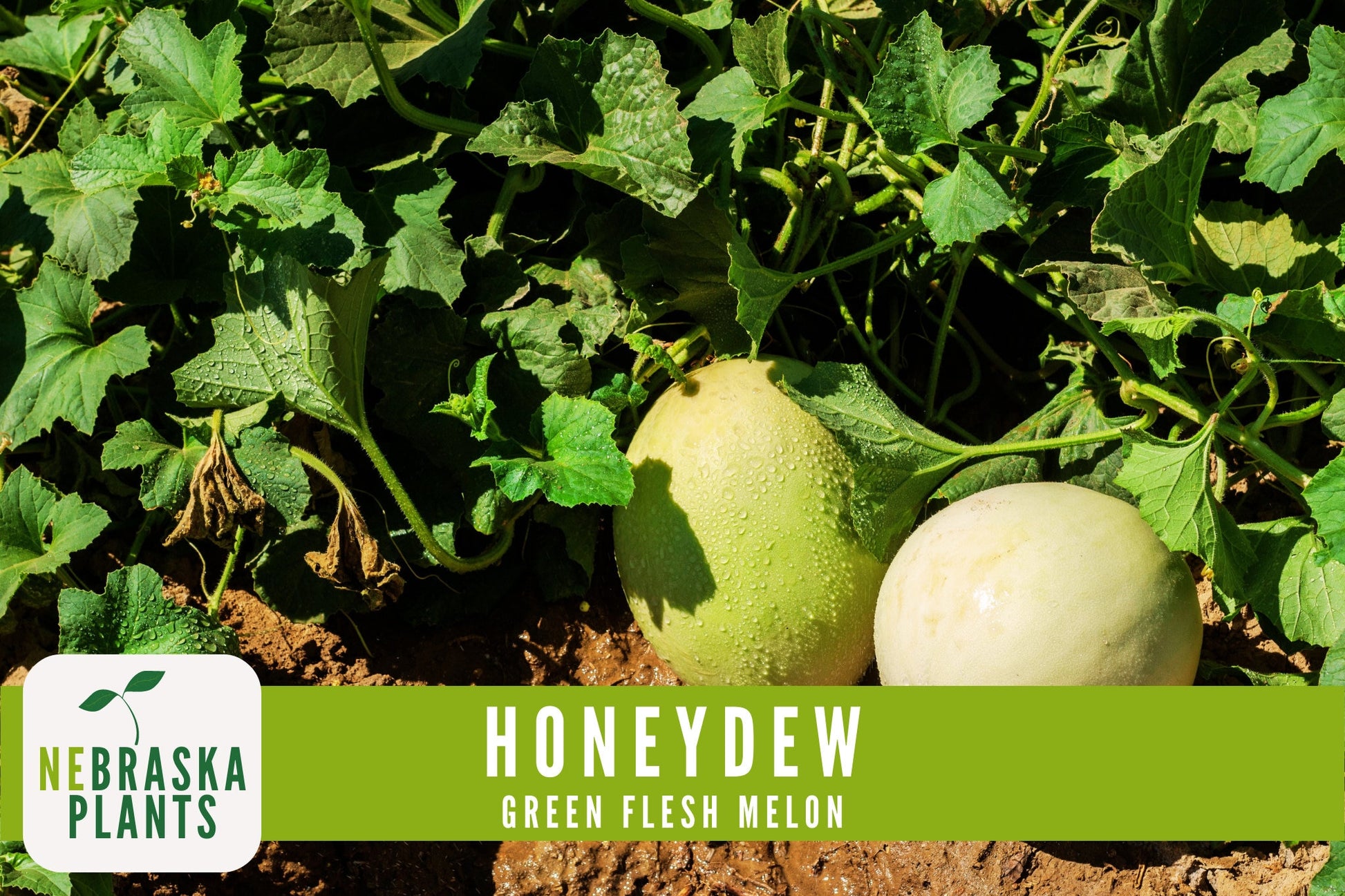 Green Honeydew Melon Seeds - Nebraska Seeds