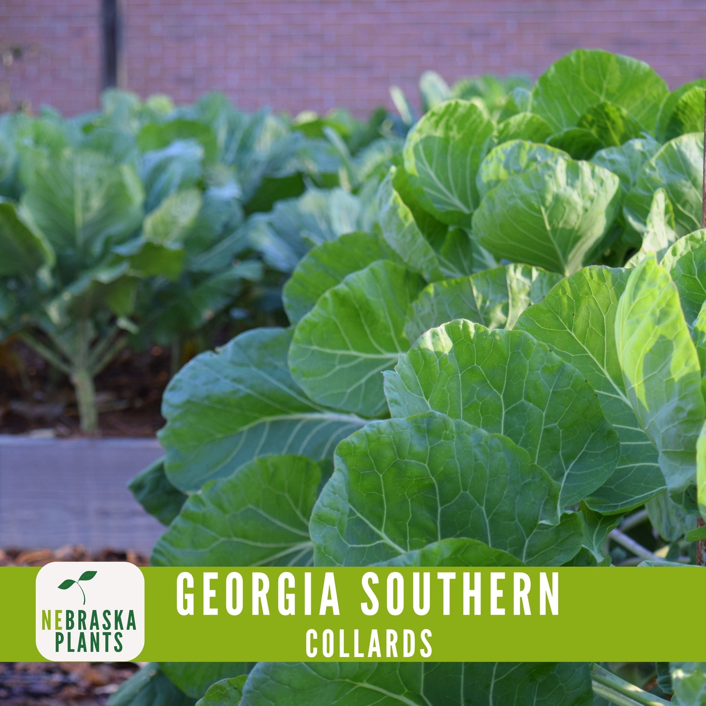 Georgia Southern Collard Seeds - Nebraska Seeds