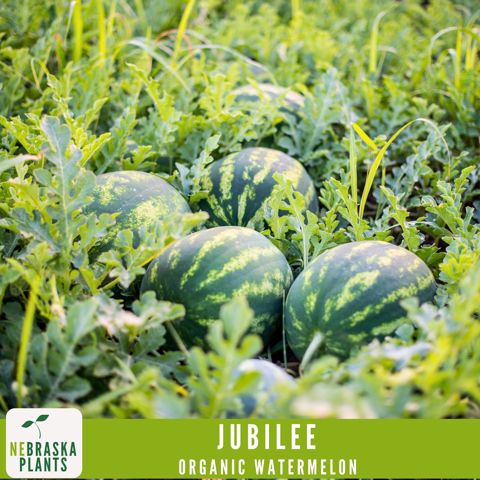 Organic Jubilee Heirloom Watermelon Seeds - Nebraska Seeds