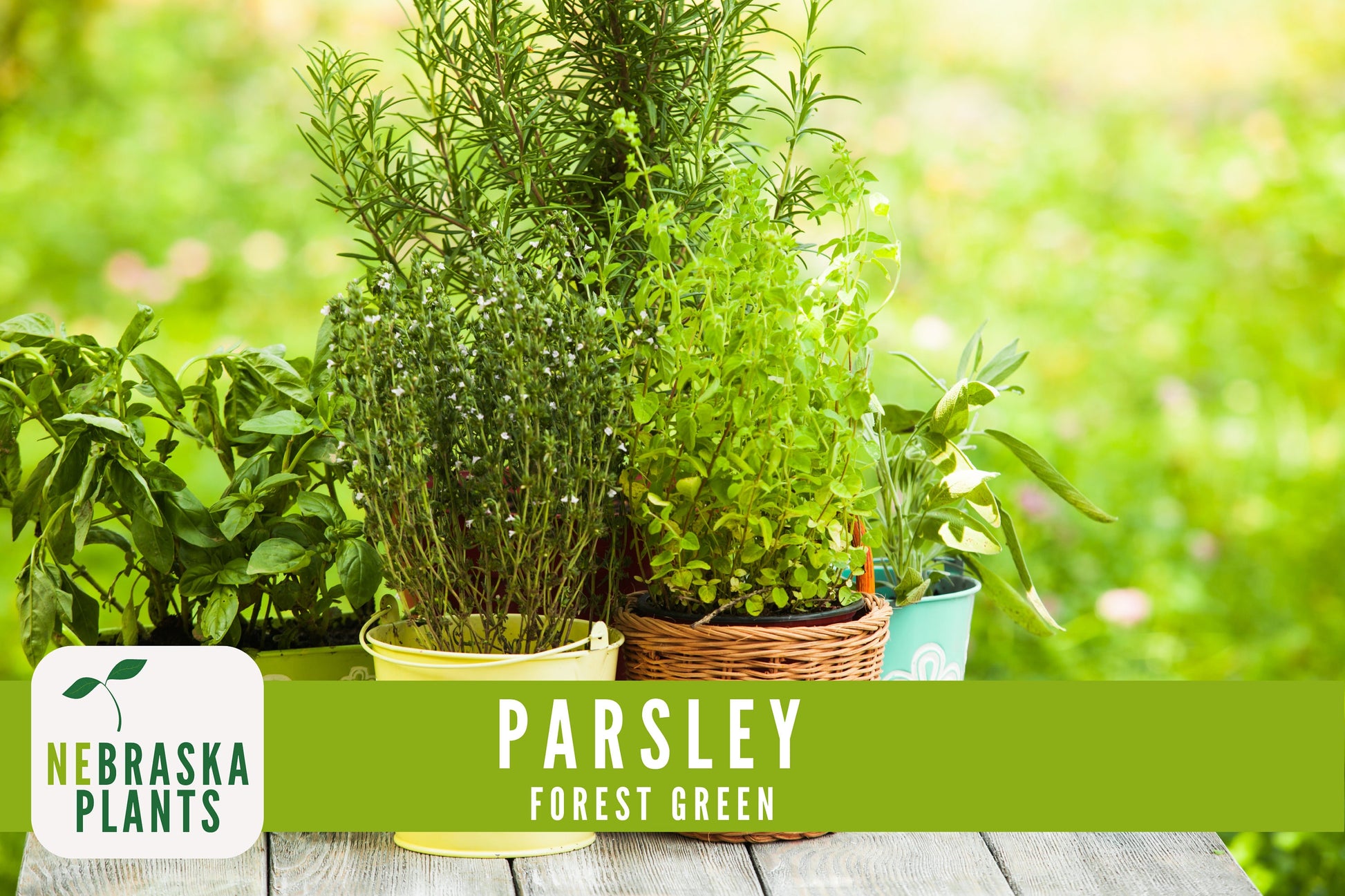 Forest Green Heirloom Parsley Seeds - Nebraska Seeds