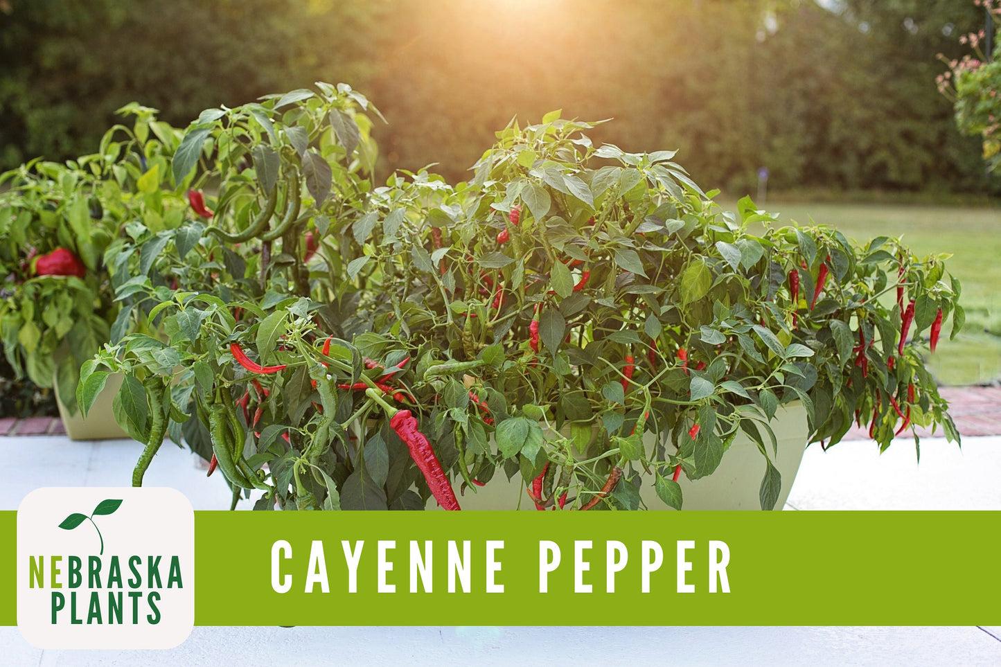 Long Slim Hot Heirloom Cayenne Pepper Seeds - Nebraska Seeds