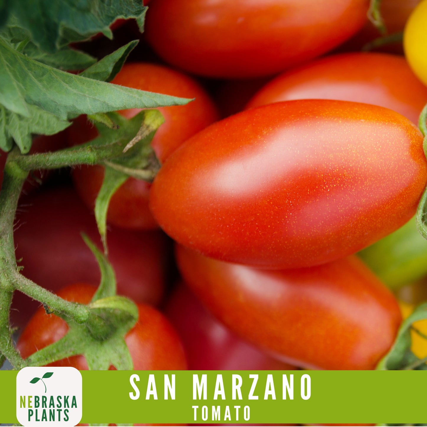 San Marzano Tomato Seeds - Delicious Italian Heirloom Tomatoes Great for Sauce or Enjoying Fresh! - Nebraska Seeds