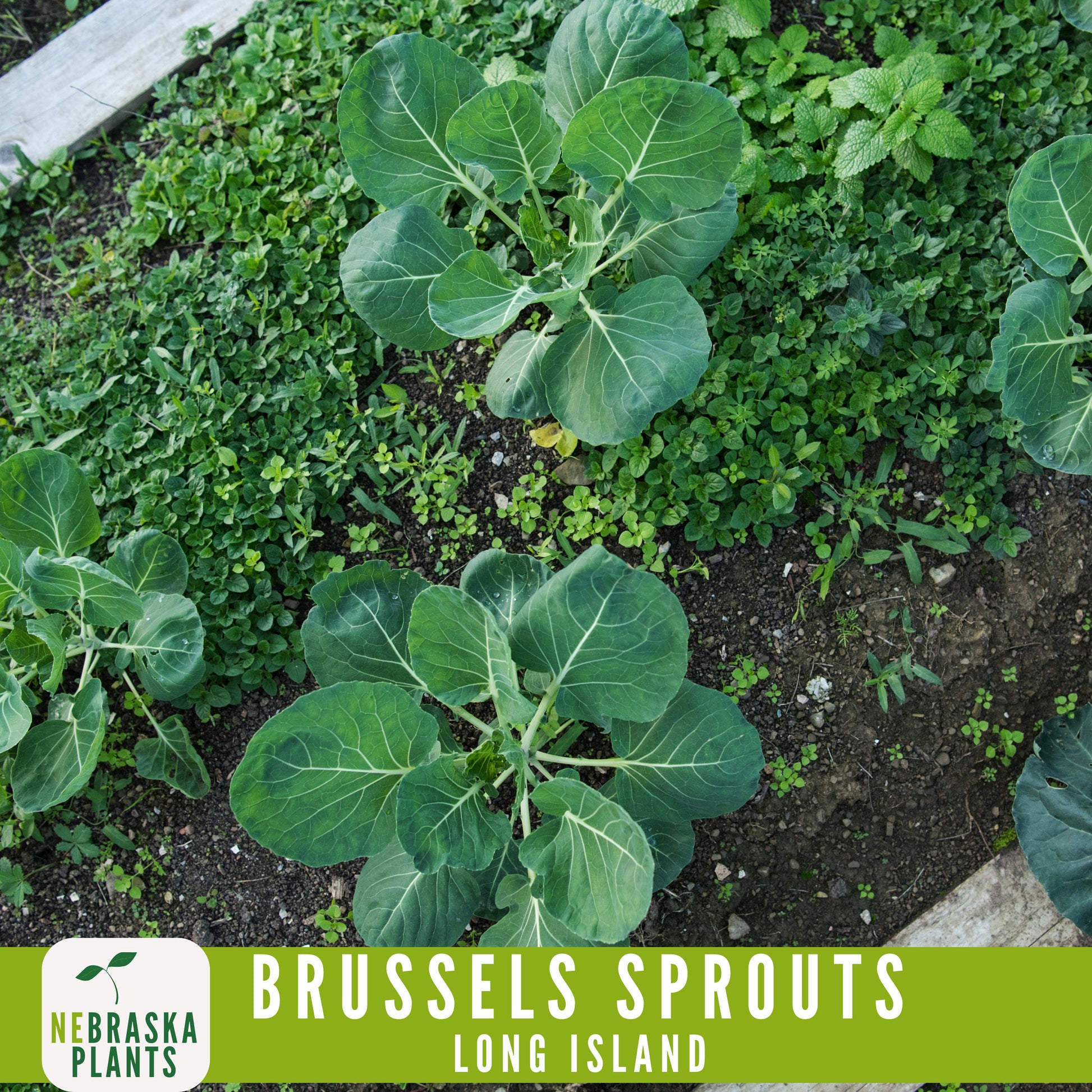 Long Island Brussels Sprouts Seeds - Nebraska Seeds