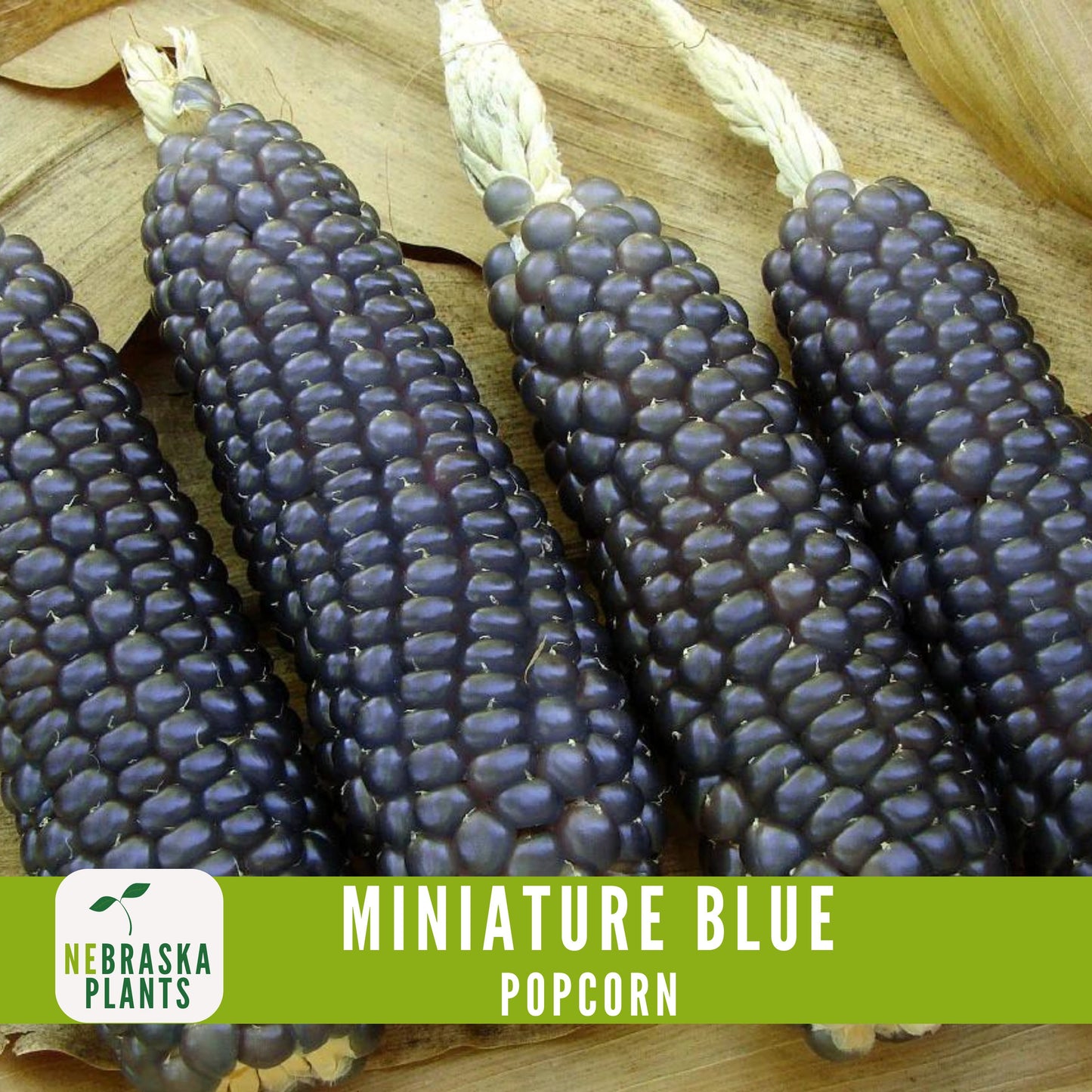 Rare Miniature Blue Popcorn Seeds - Grow Unique Heirloom Popcorn Seeds in your own Backyard! - Nebraska Seeds