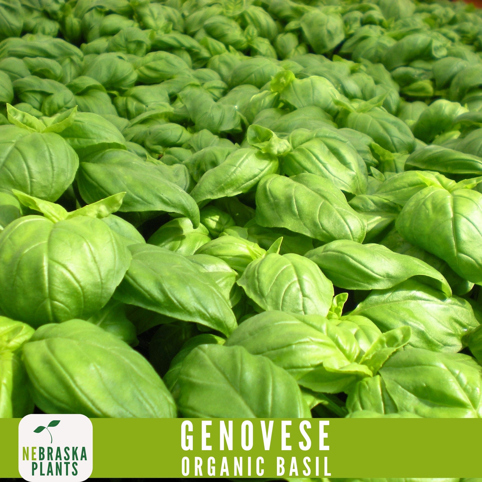 Organic Genovese Heirloom Basil Seeds - Nebraska Seeds