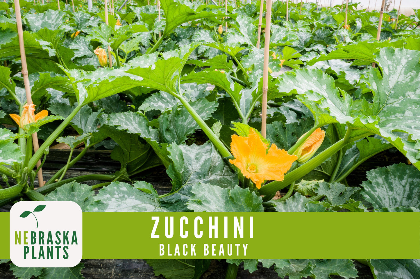 Zucchini Seeds - Black Beauty Heirloom Zucchini Squash Seeds - Nebraska Seeds