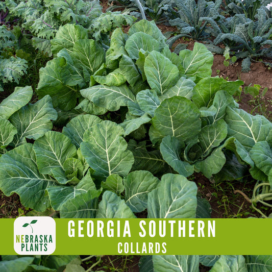 Georgia Southern Collard Seeds - Nebraska Seeds